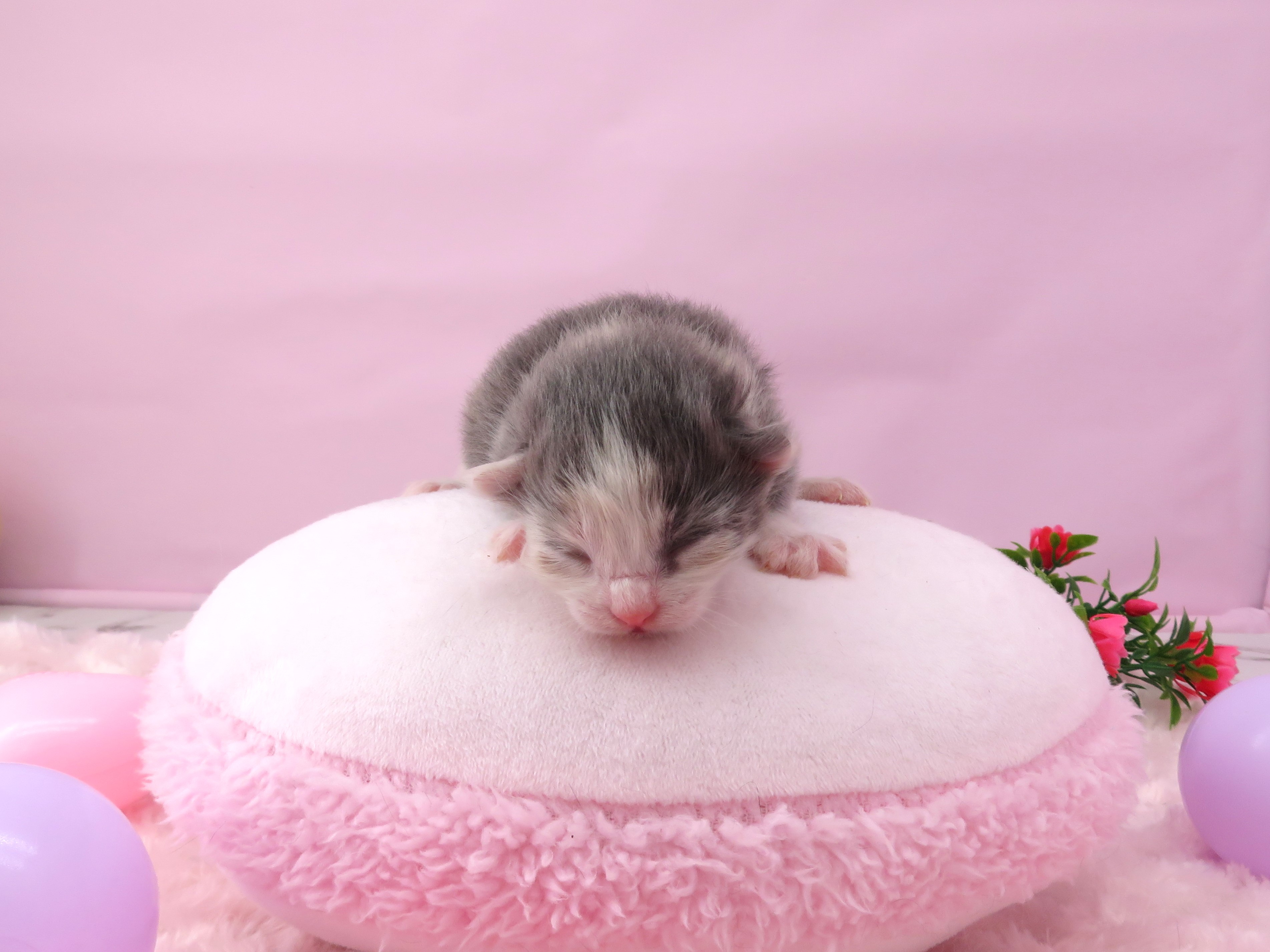 赤ちゃん写真1-1