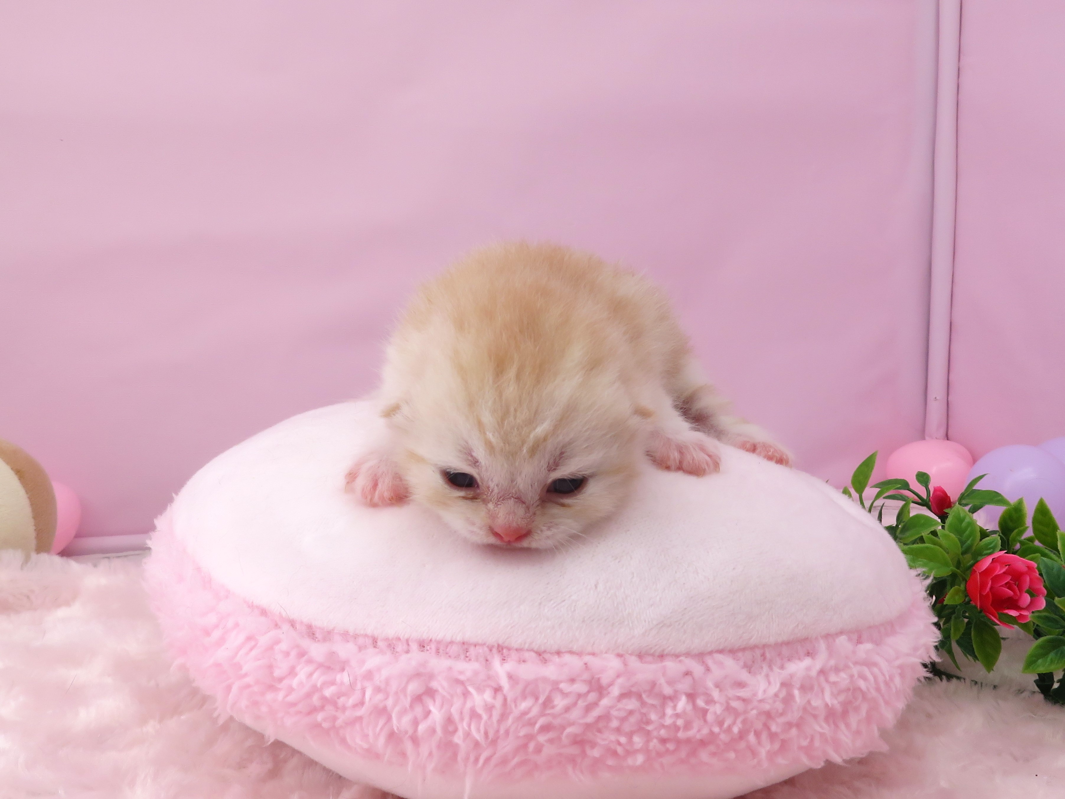 赤ちゃん写真1-1