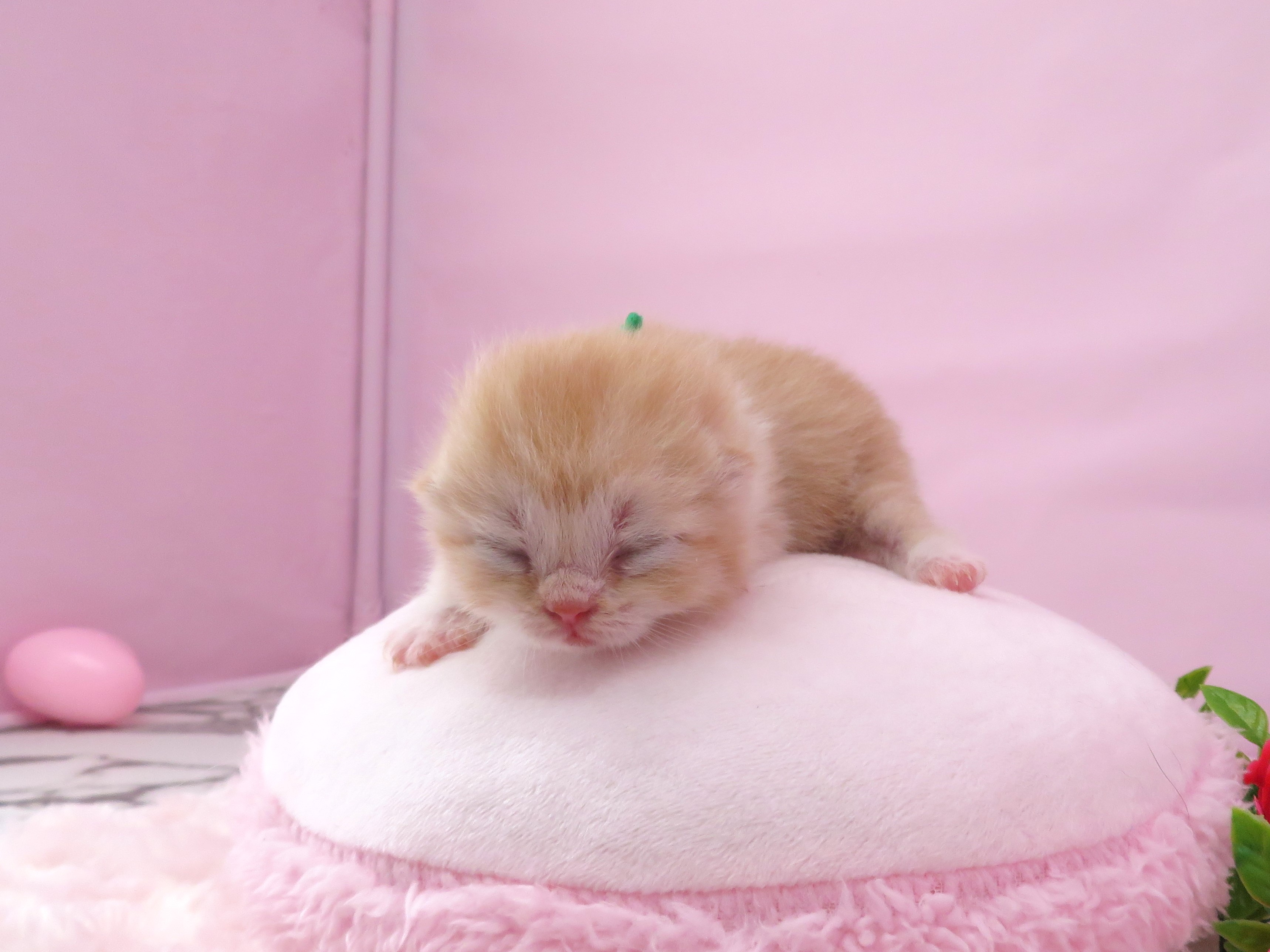 赤ちゃん写真1-1