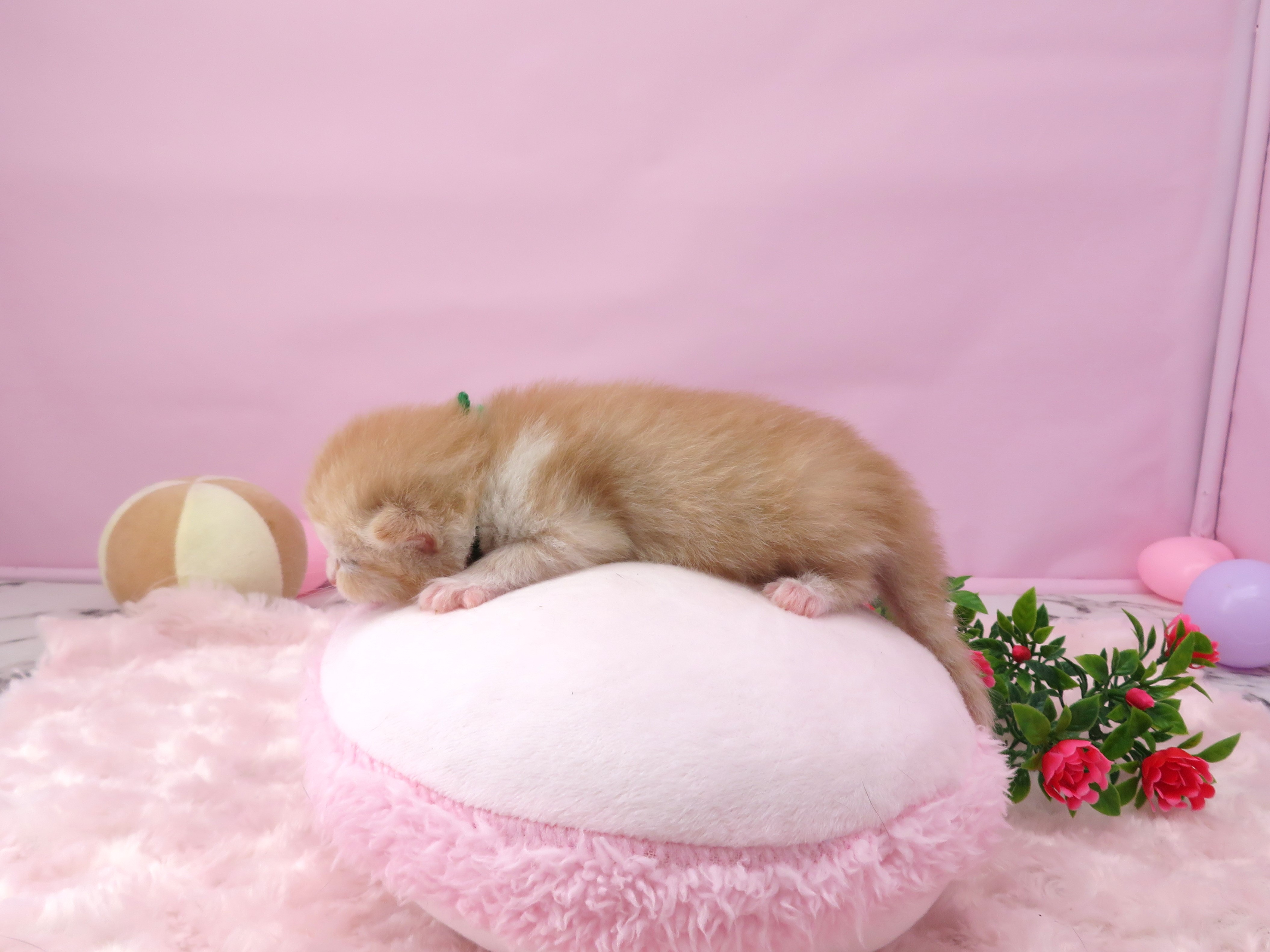 赤ちゃん写真1-2