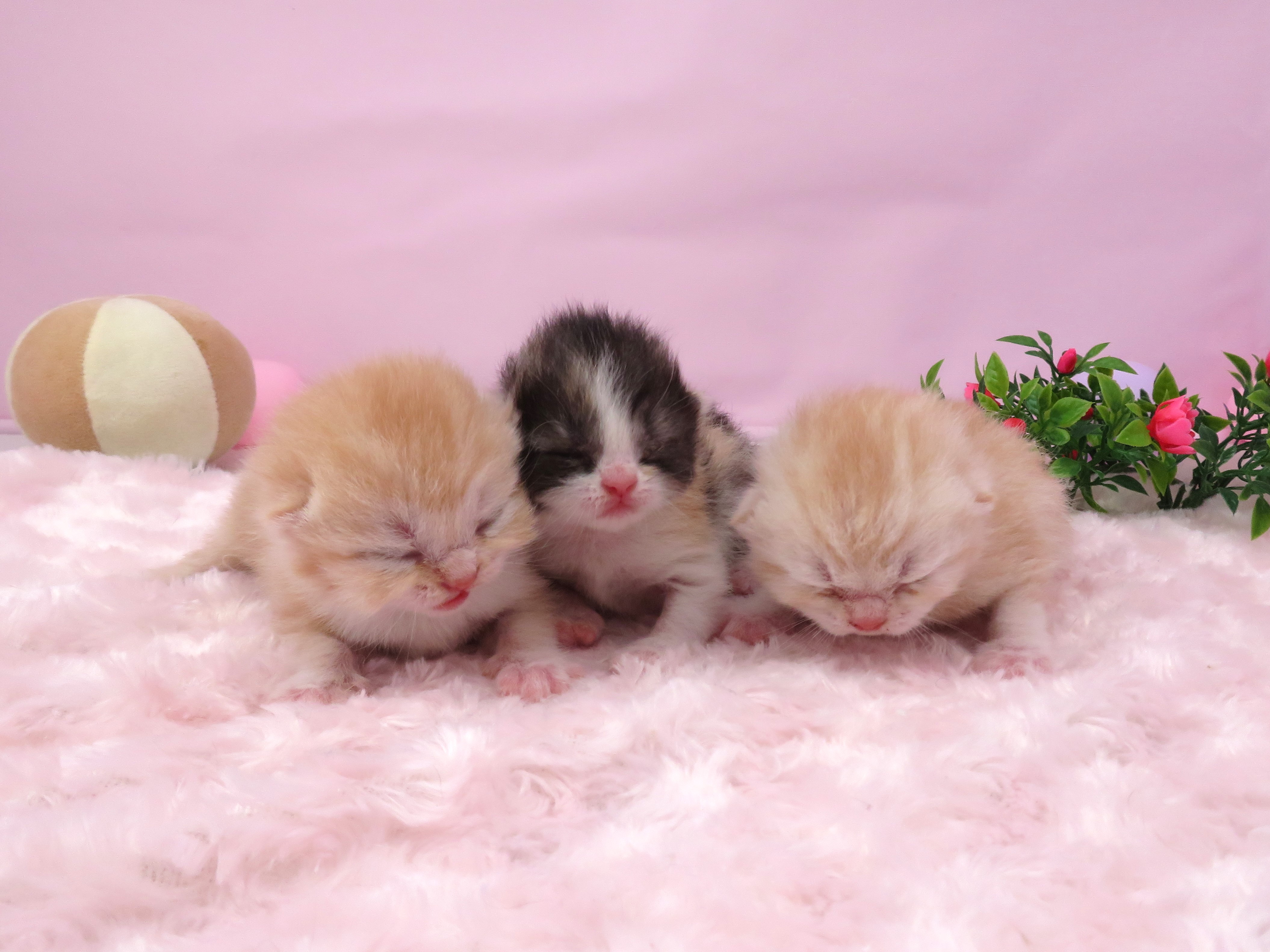 赤ちゃん写真1-3