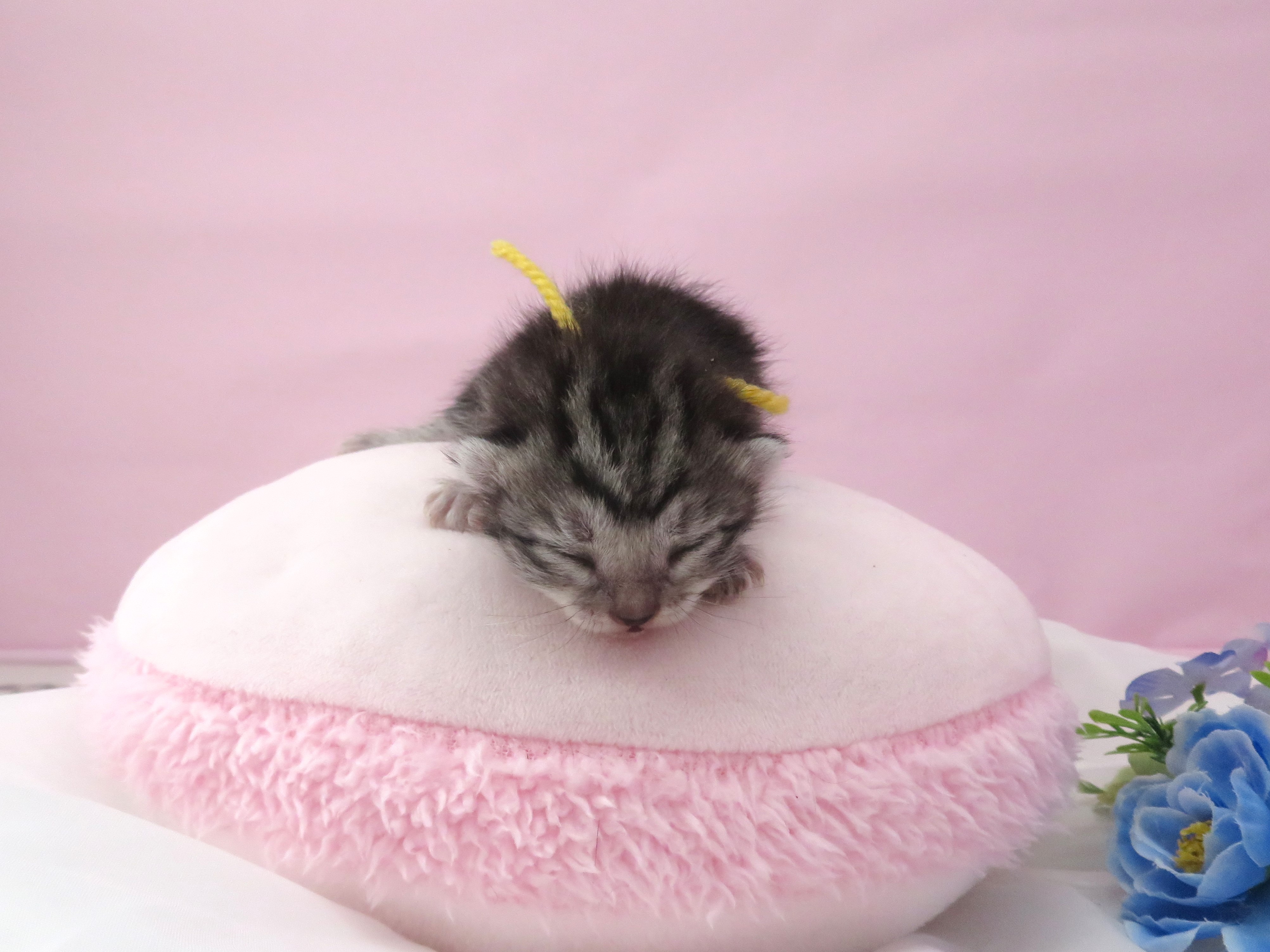 赤ちゃん写真1-1