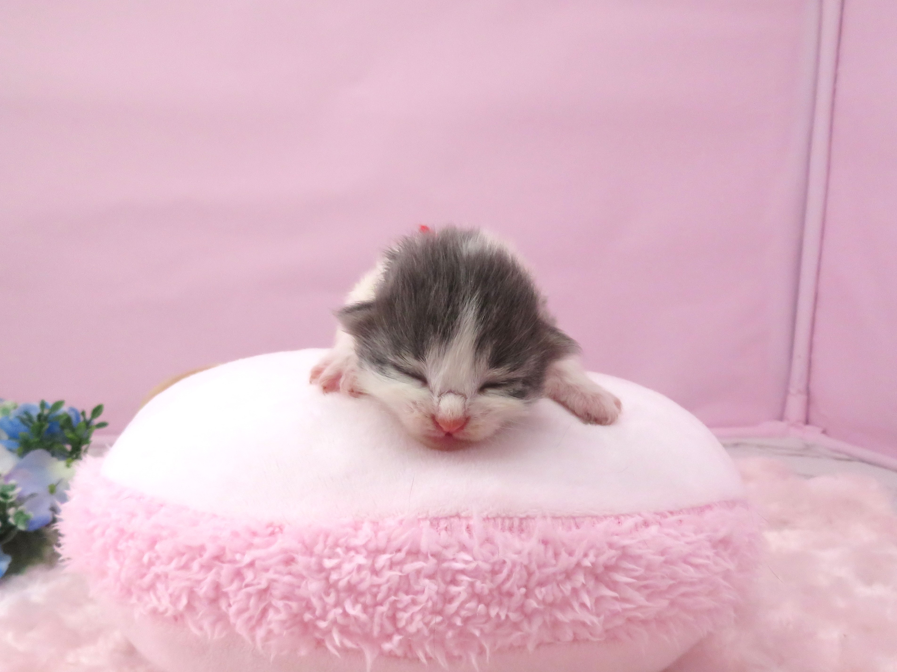 赤ちゃん写真1-1