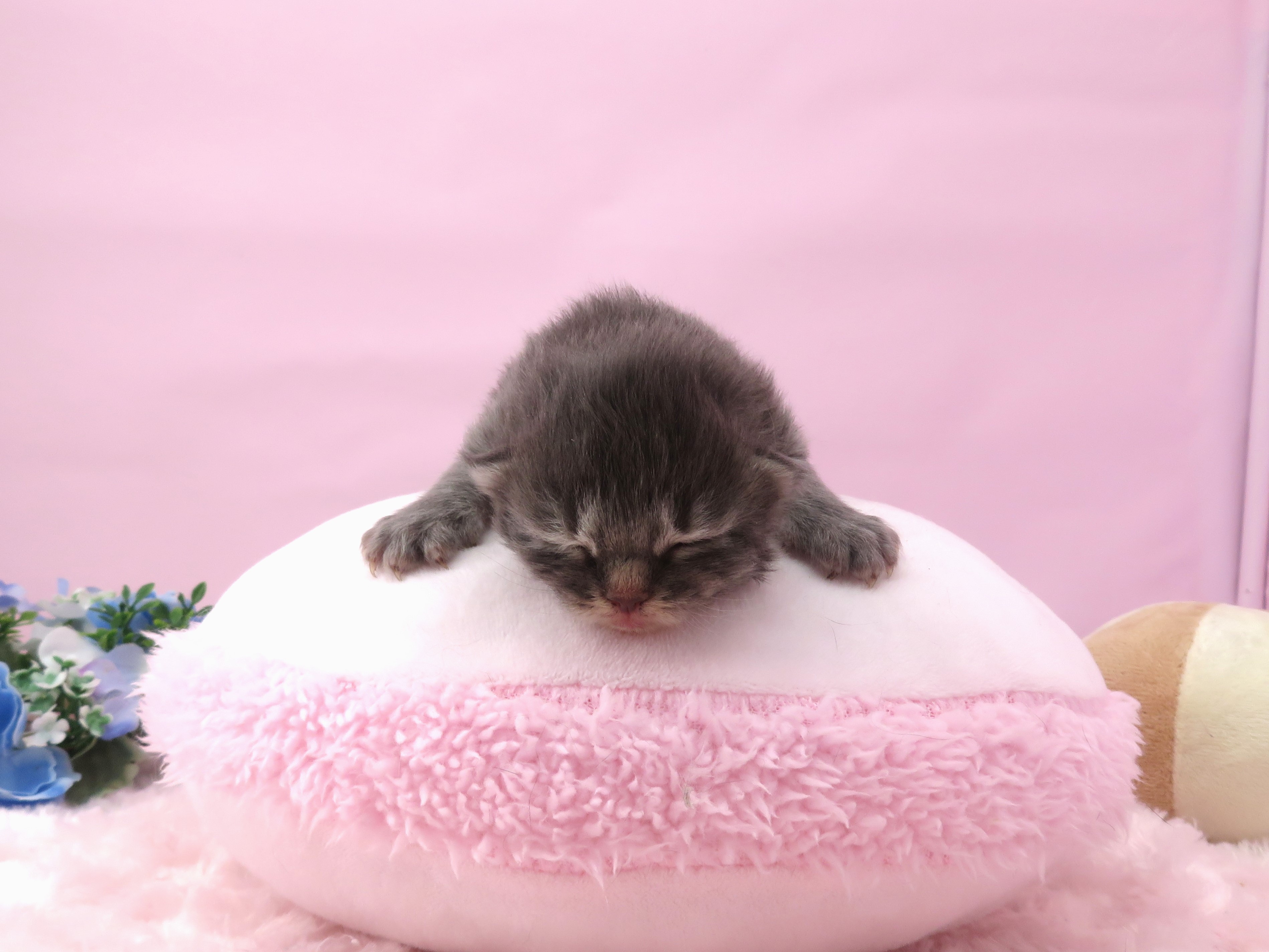 赤ちゃん写真1-1