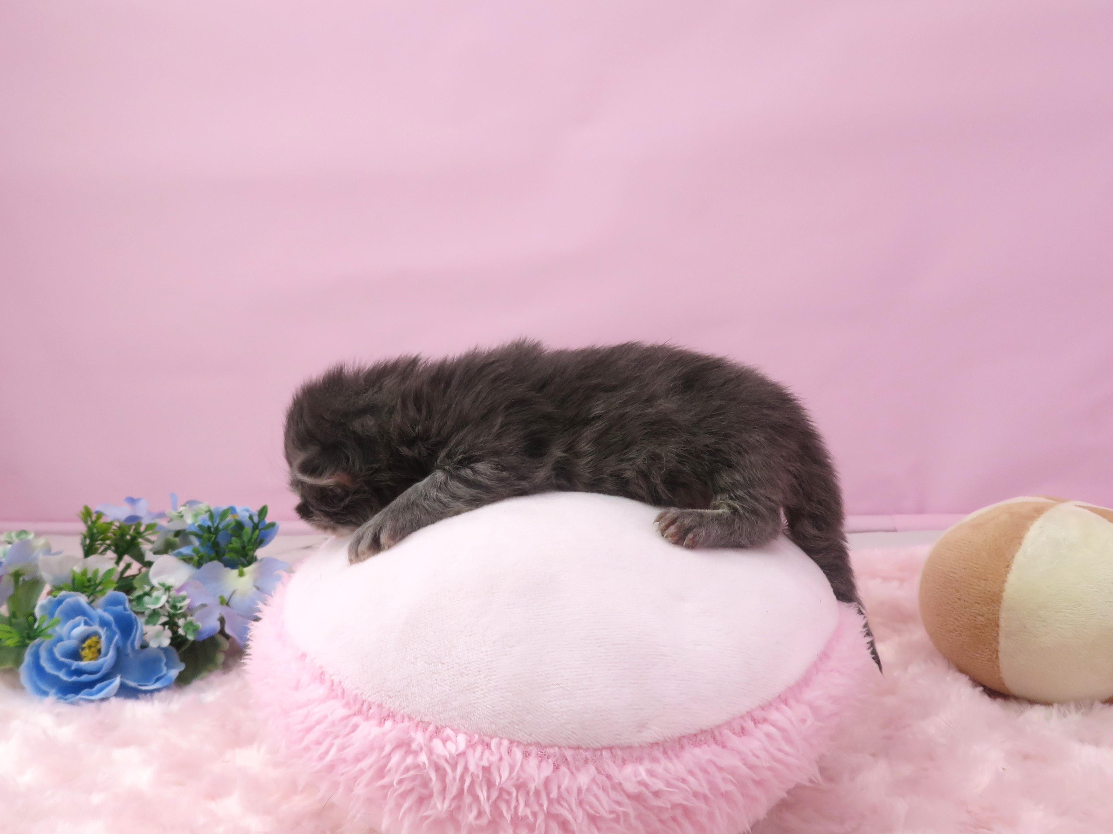 赤ちゃん写真1-2