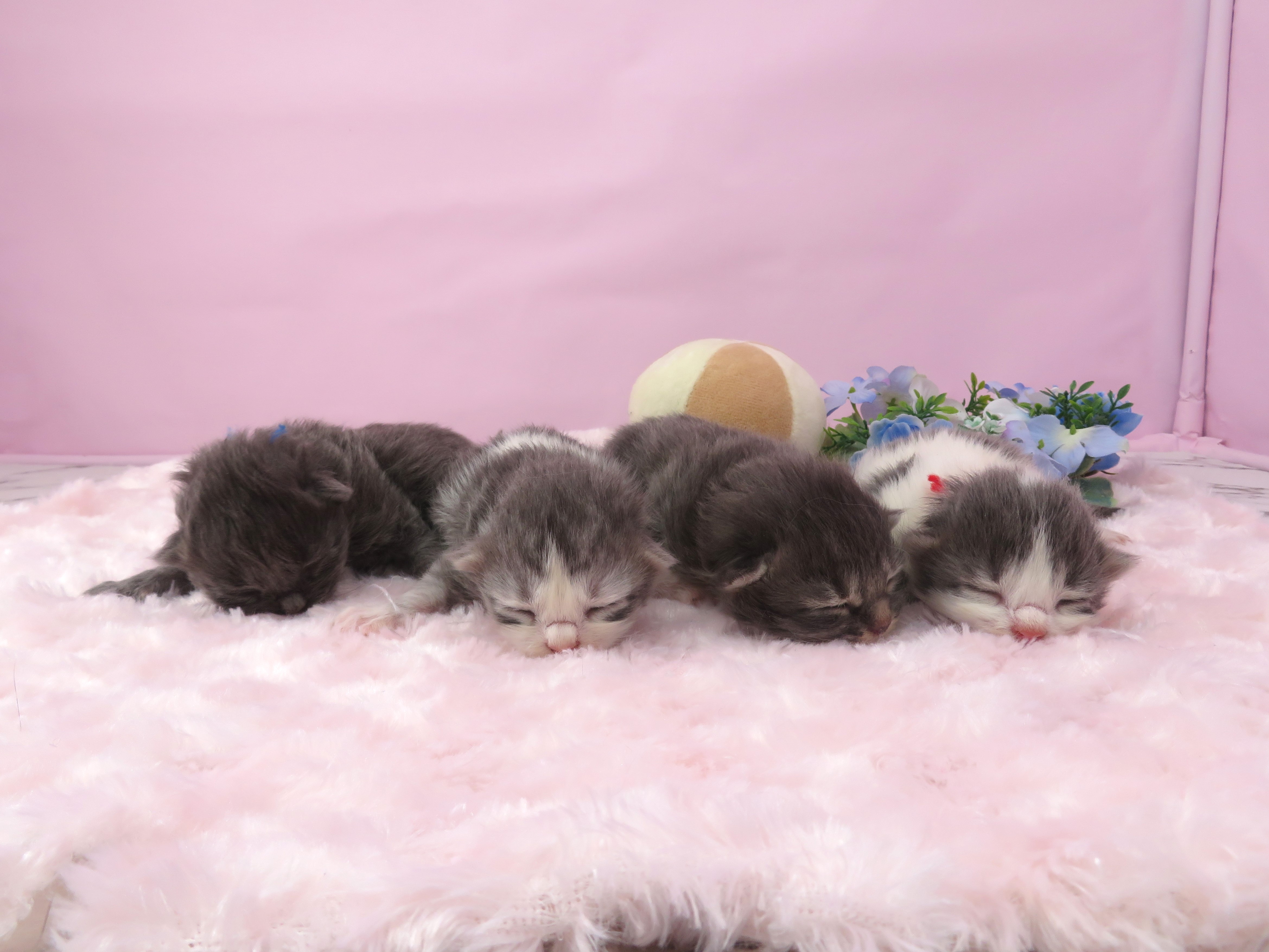 赤ちゃん写真1-3