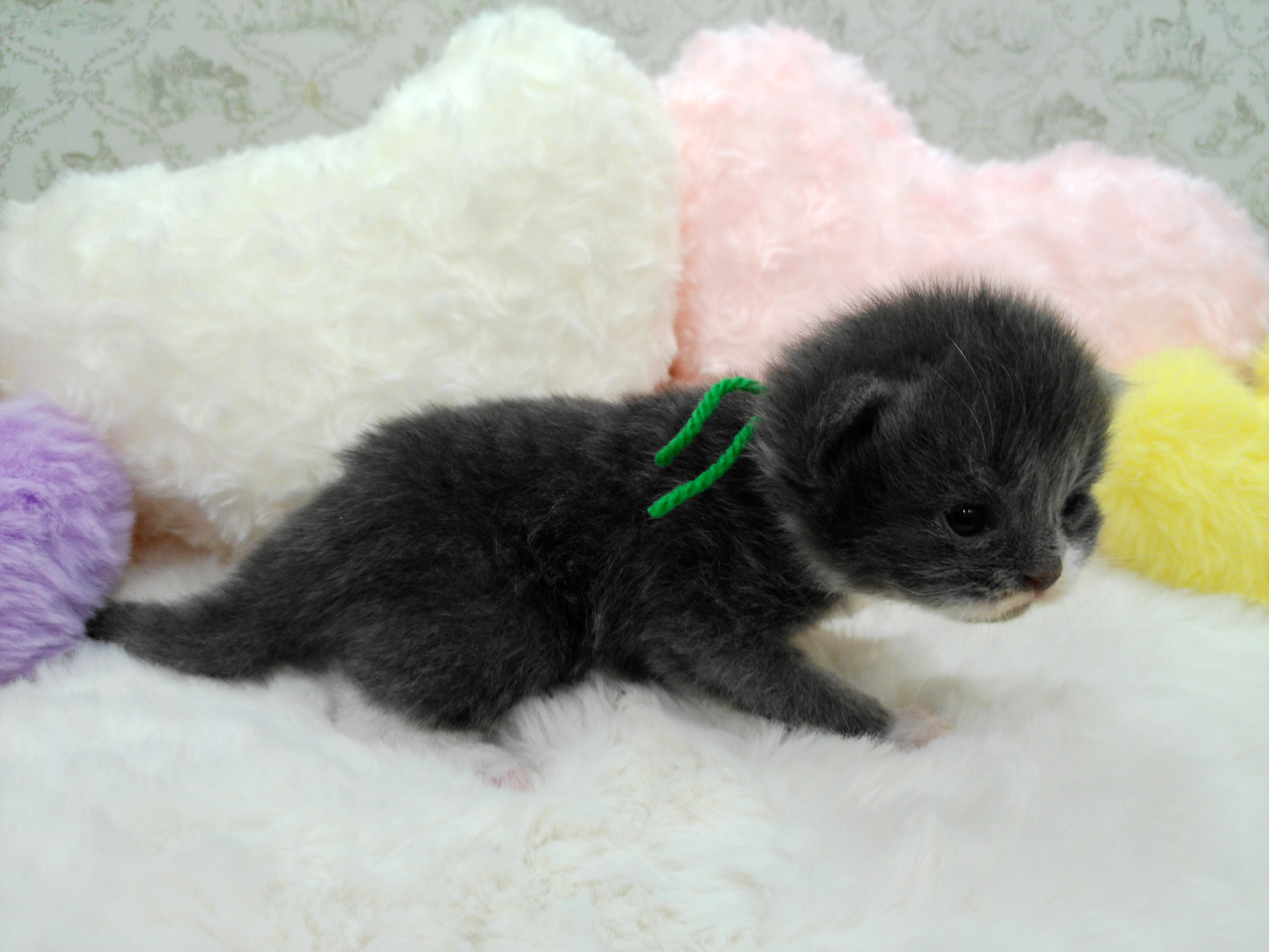 赤ちゃん写真1-2