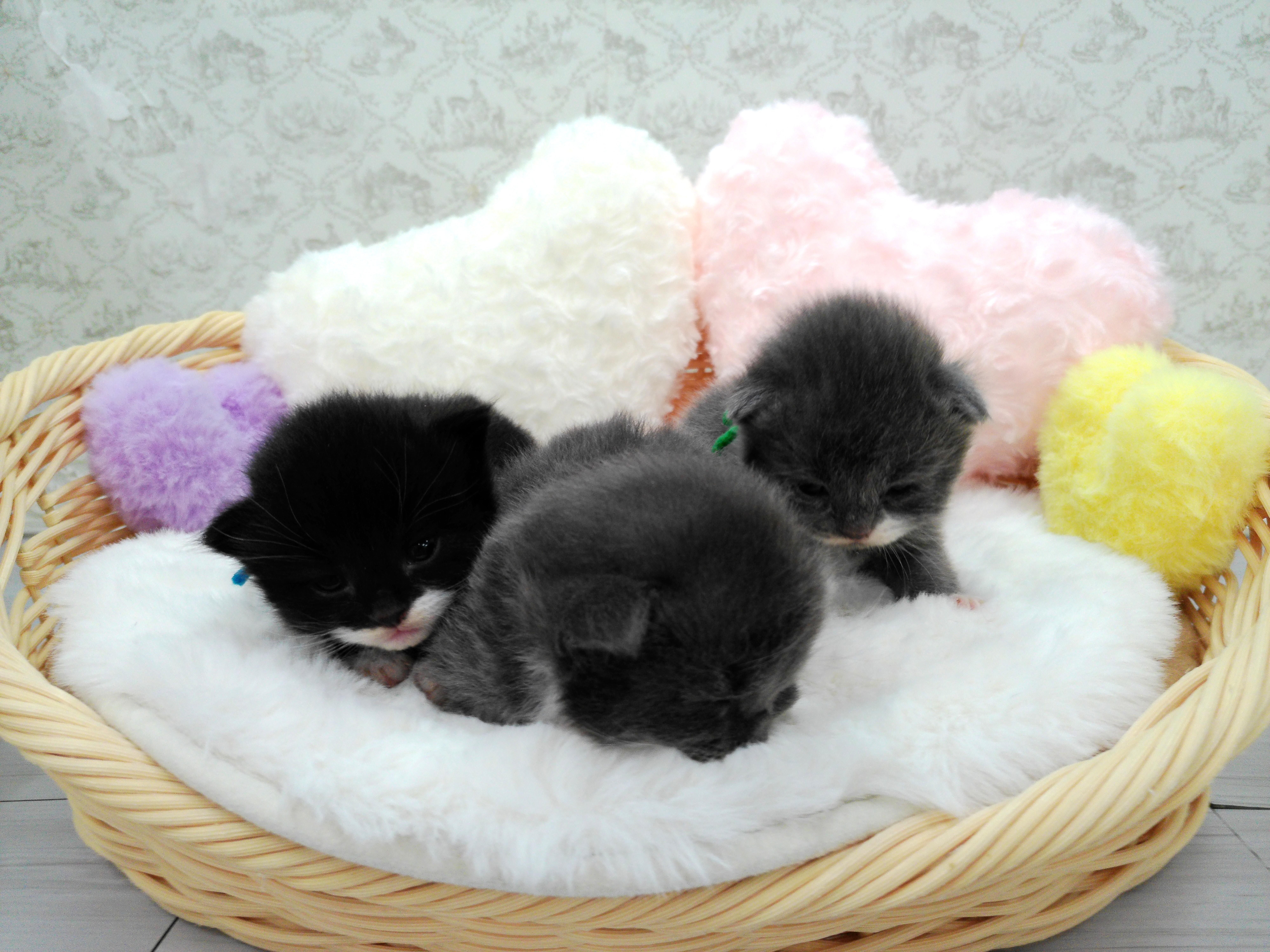 赤ちゃん写真1-3