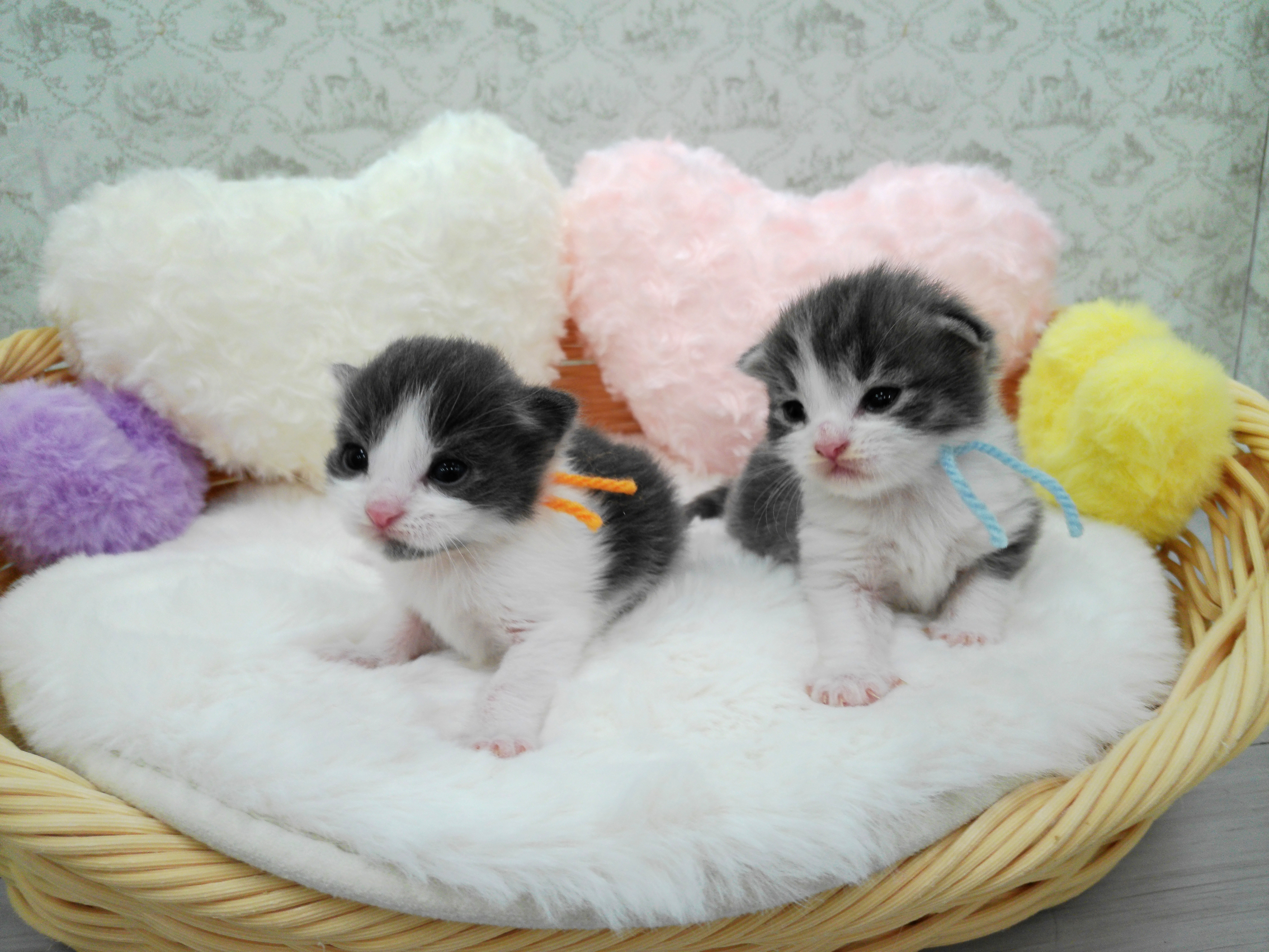 赤ちゃん写真1-3