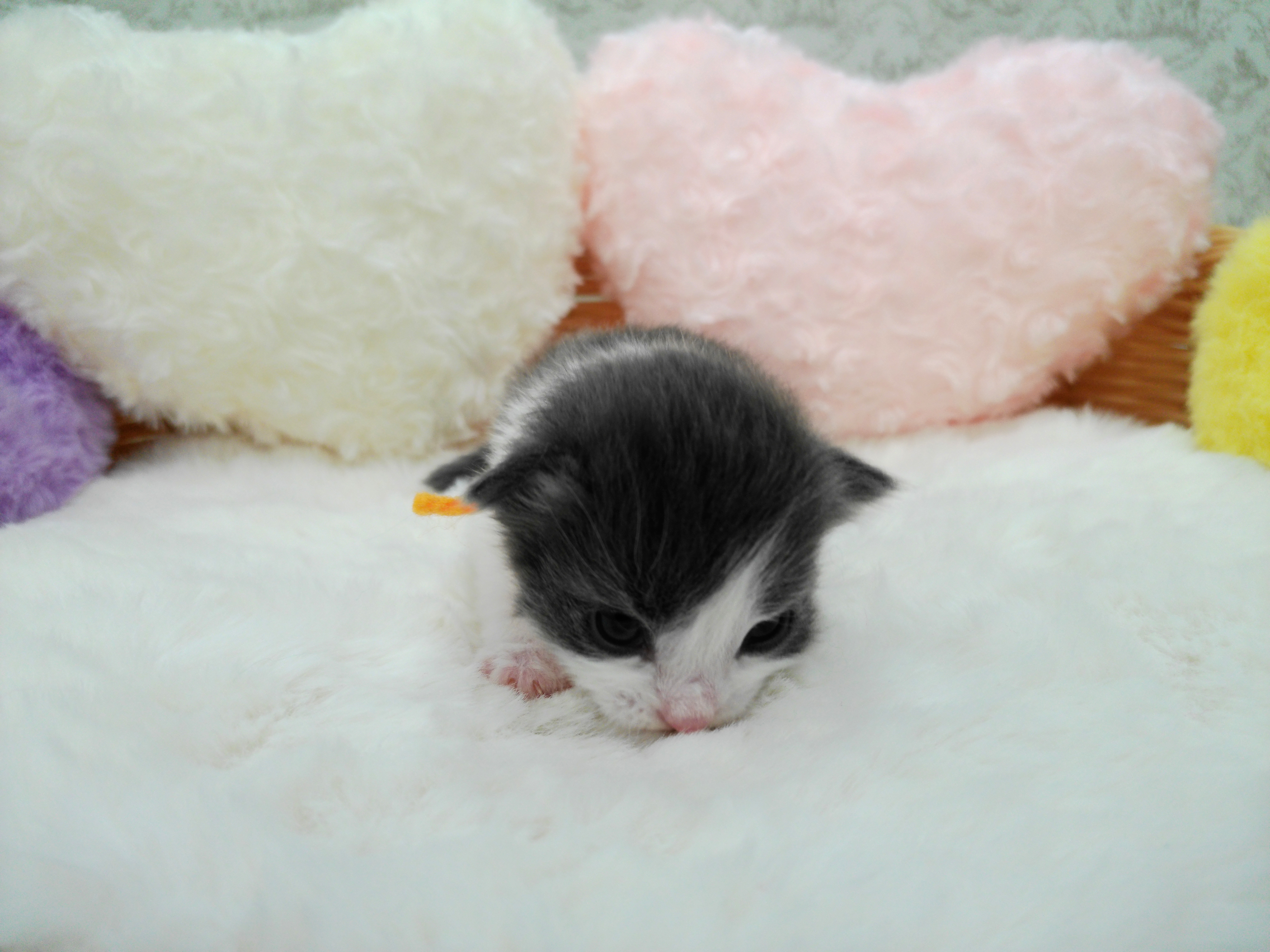 赤ちゃん写真1-1