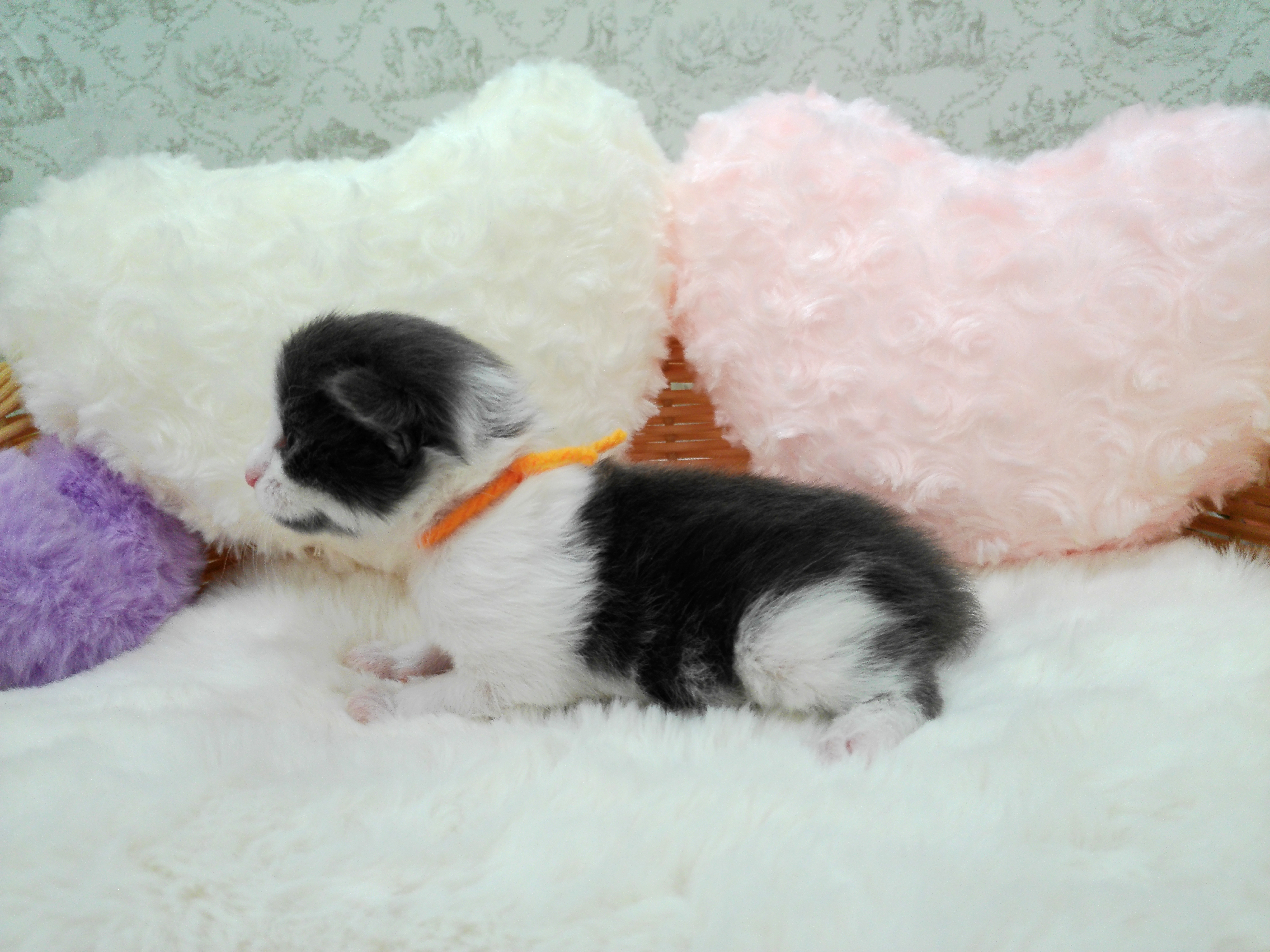 赤ちゃん写真1-2