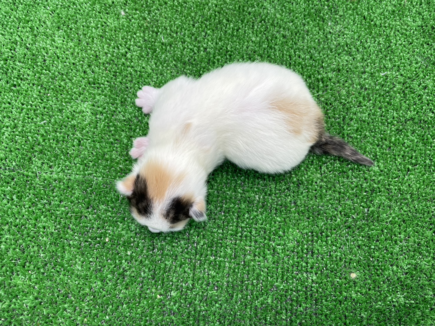 赤ちゃん写真1-3