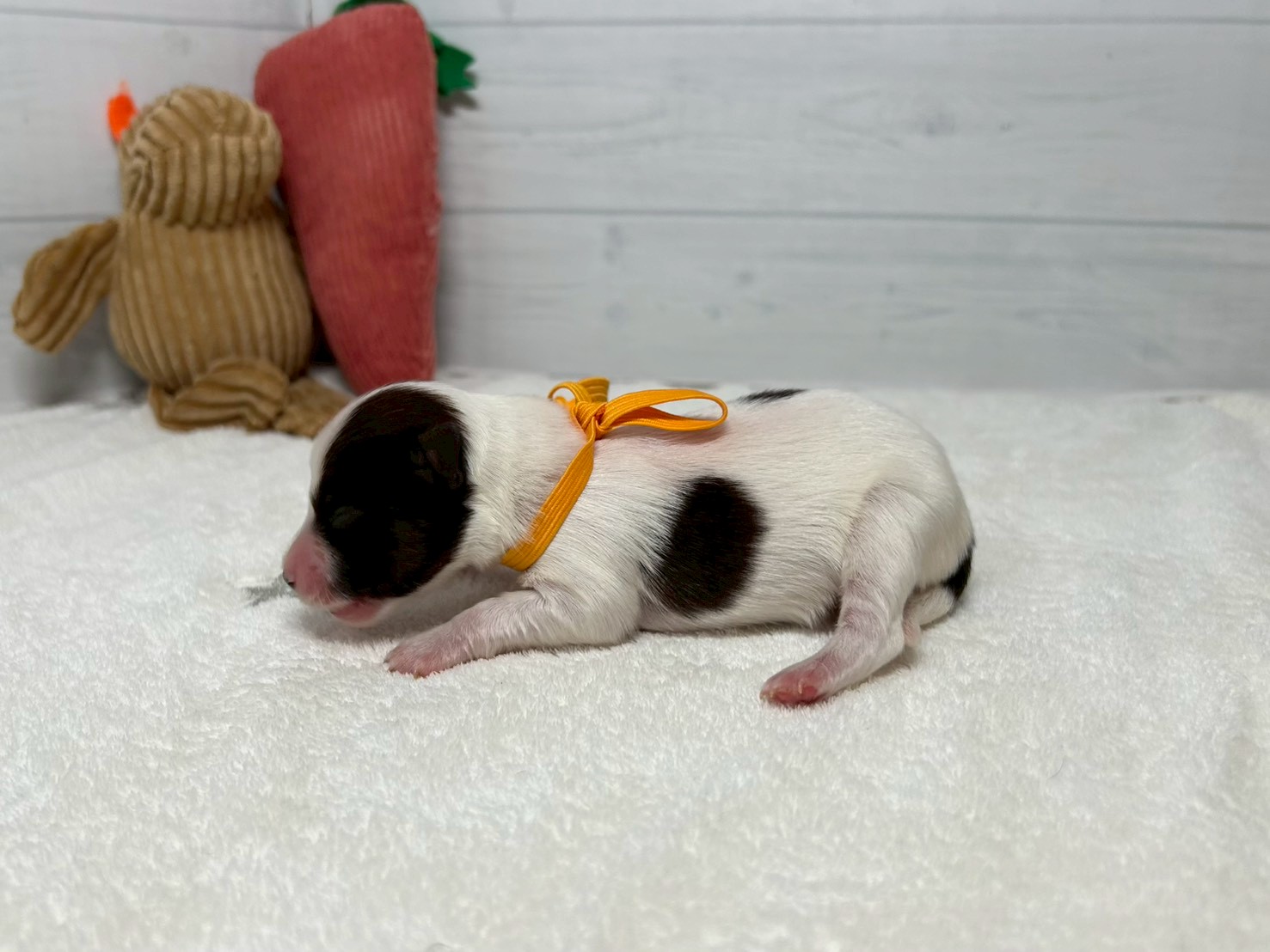 赤ちゃん写真1-2