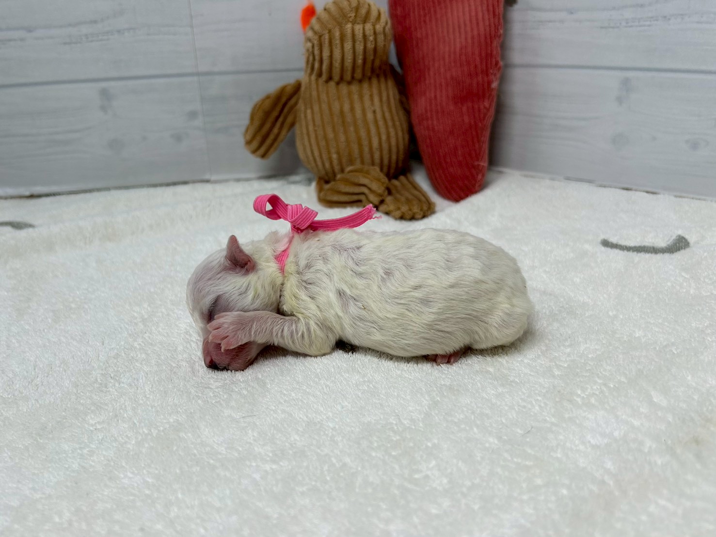 赤ちゃん写真1-2