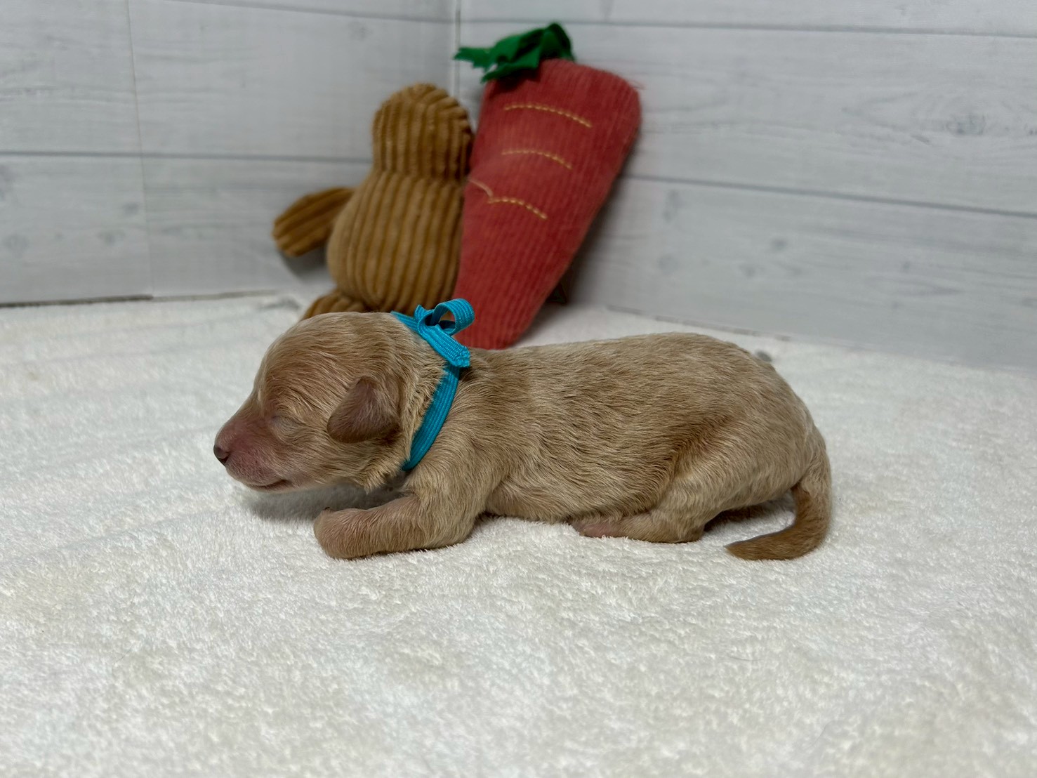 赤ちゃん写真1-2