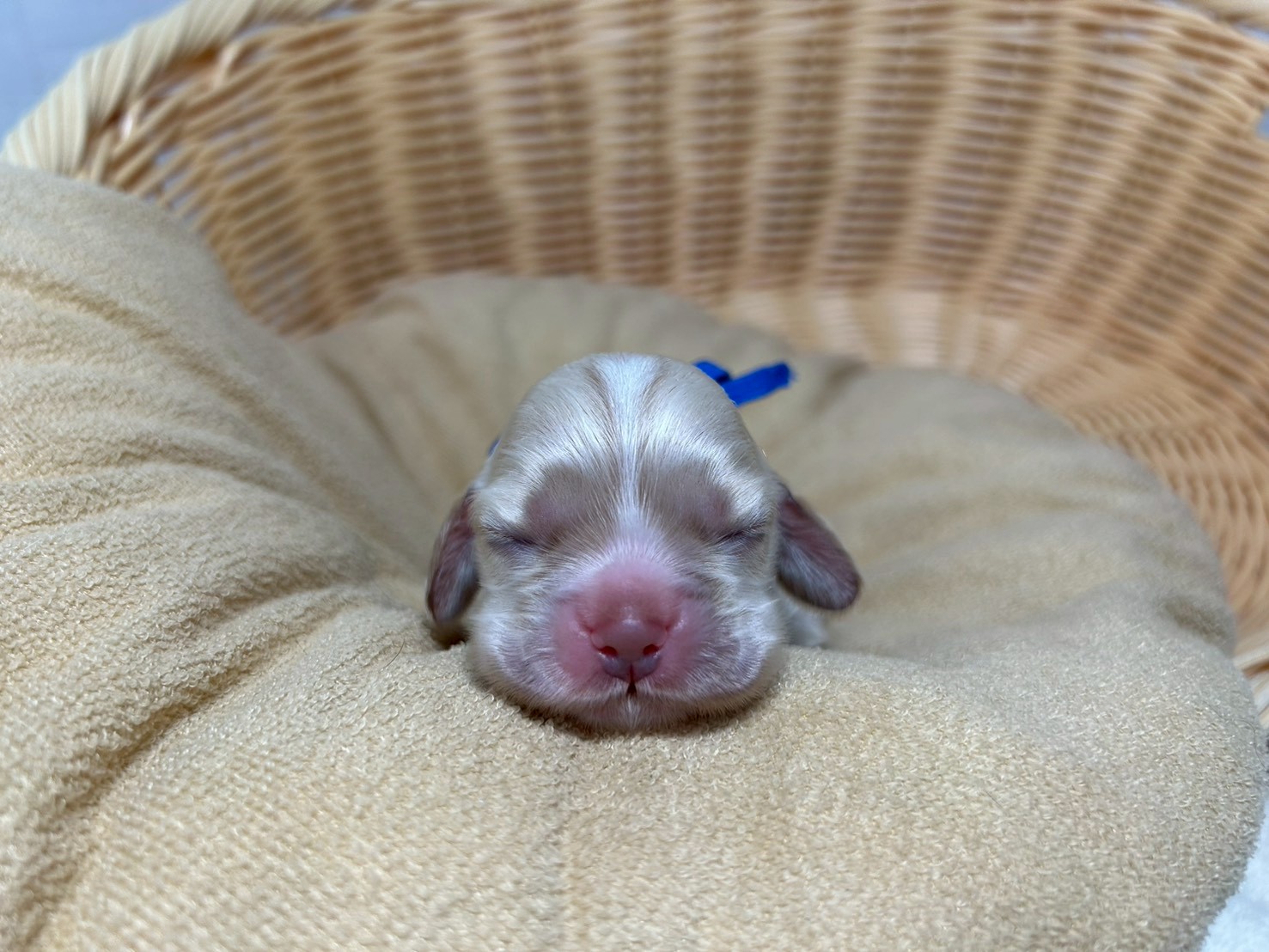 赤ちゃん写真1-1