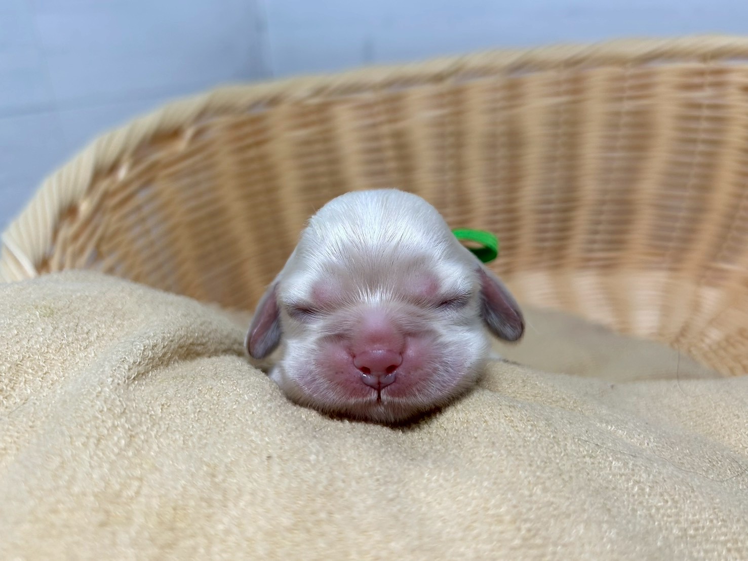 赤ちゃん写真1-1