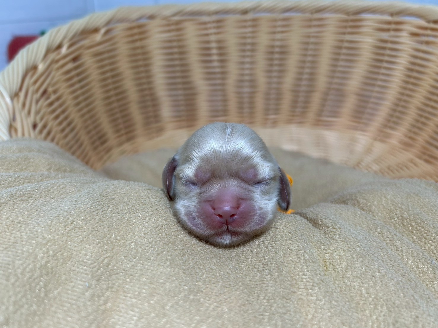 赤ちゃん写真1-1