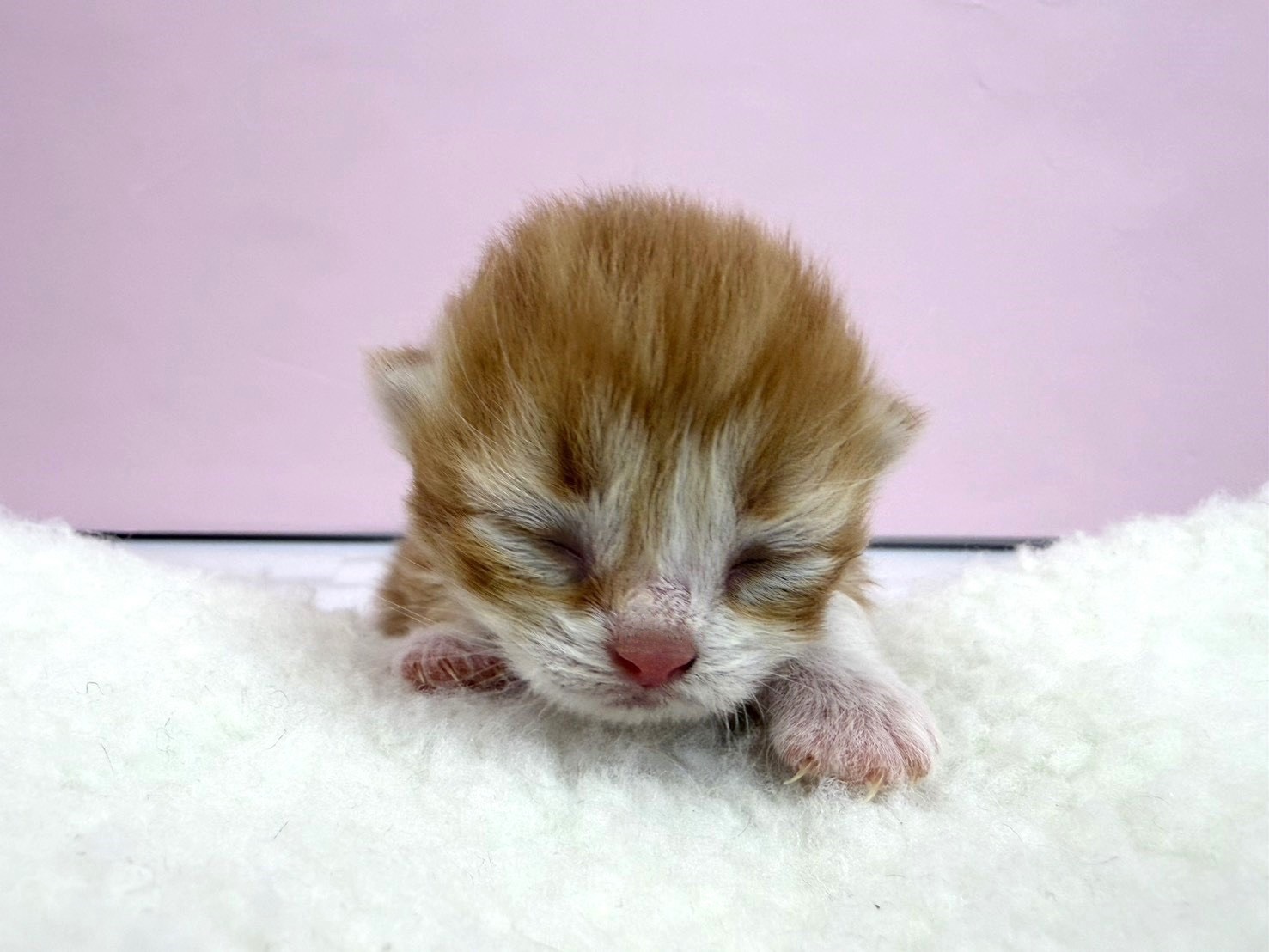 赤ちゃん写真1-1