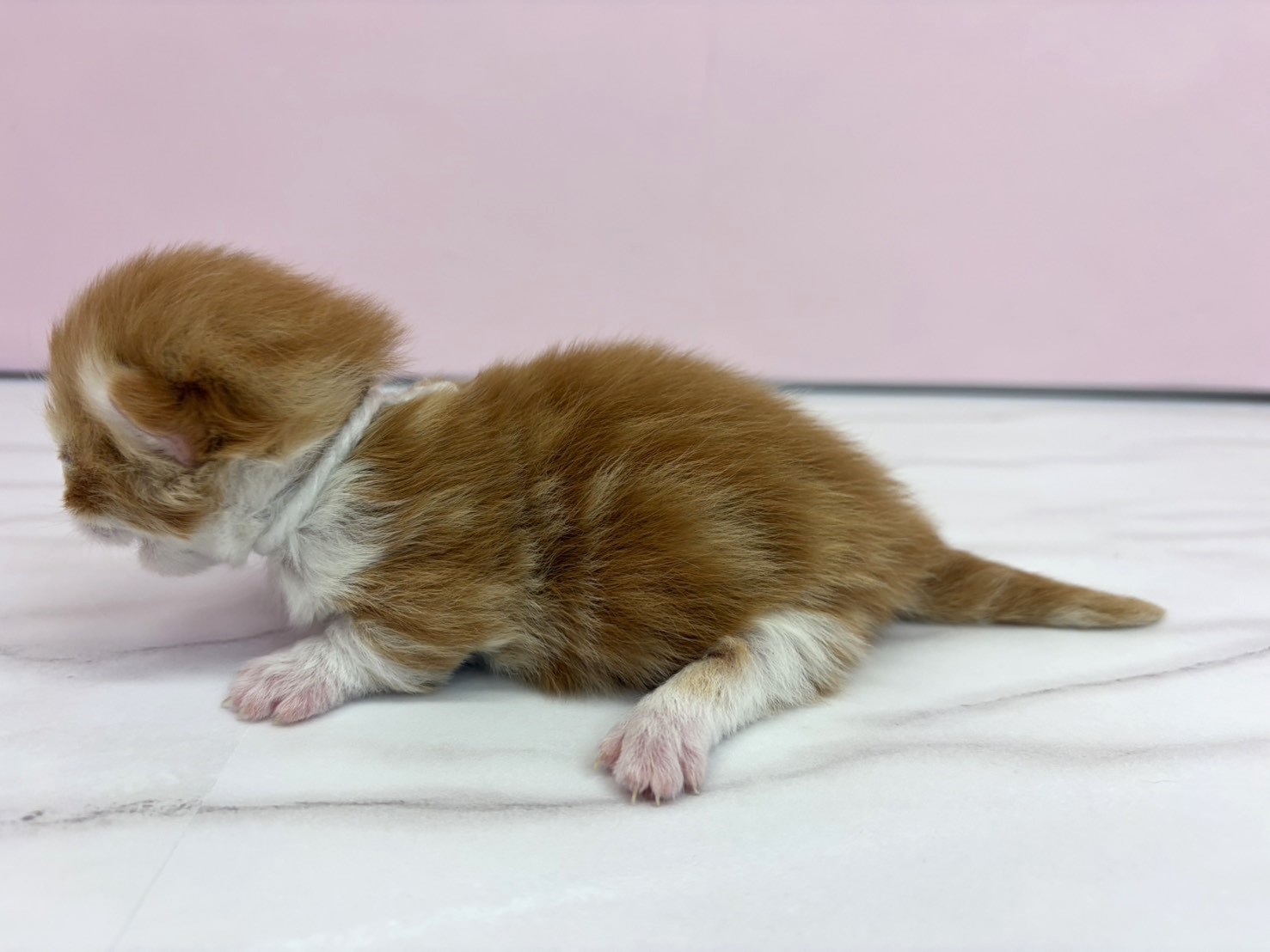 赤ちゃん写真1-2