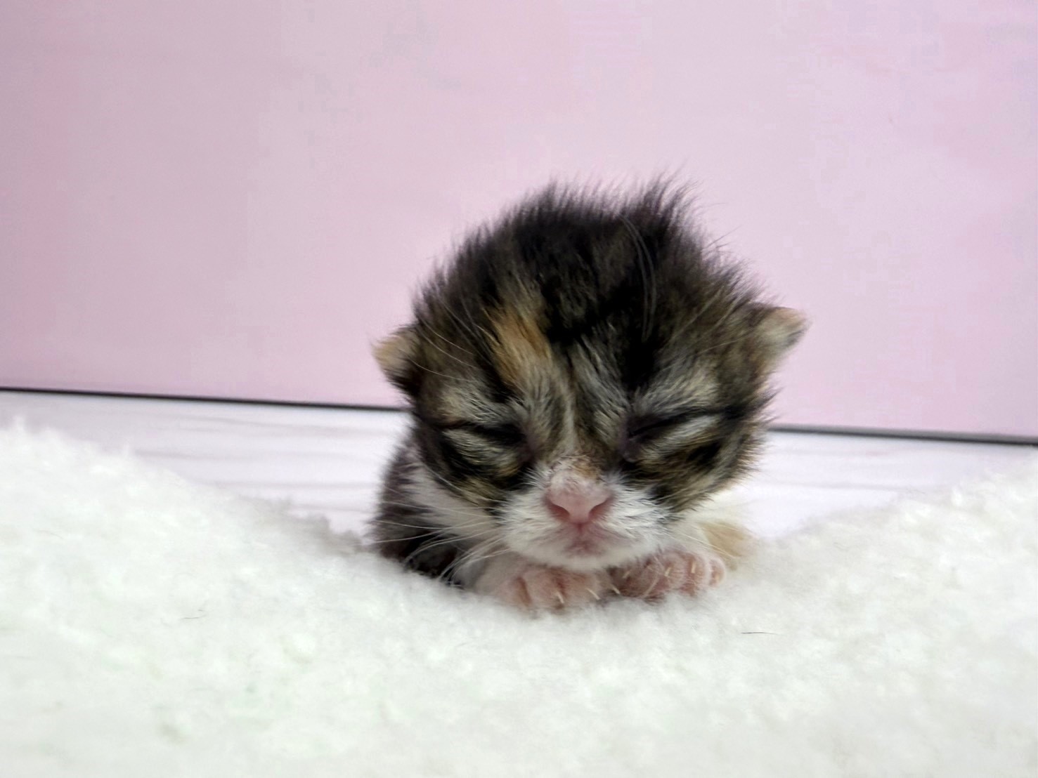 赤ちゃん写真1-1