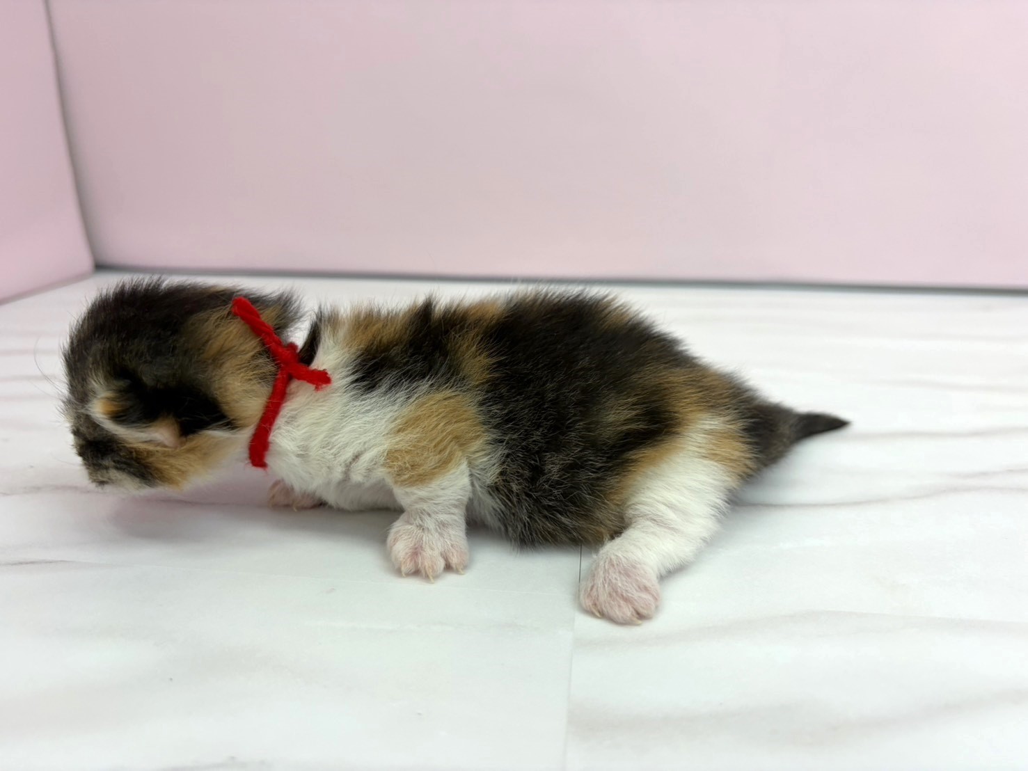 赤ちゃん写真1-2