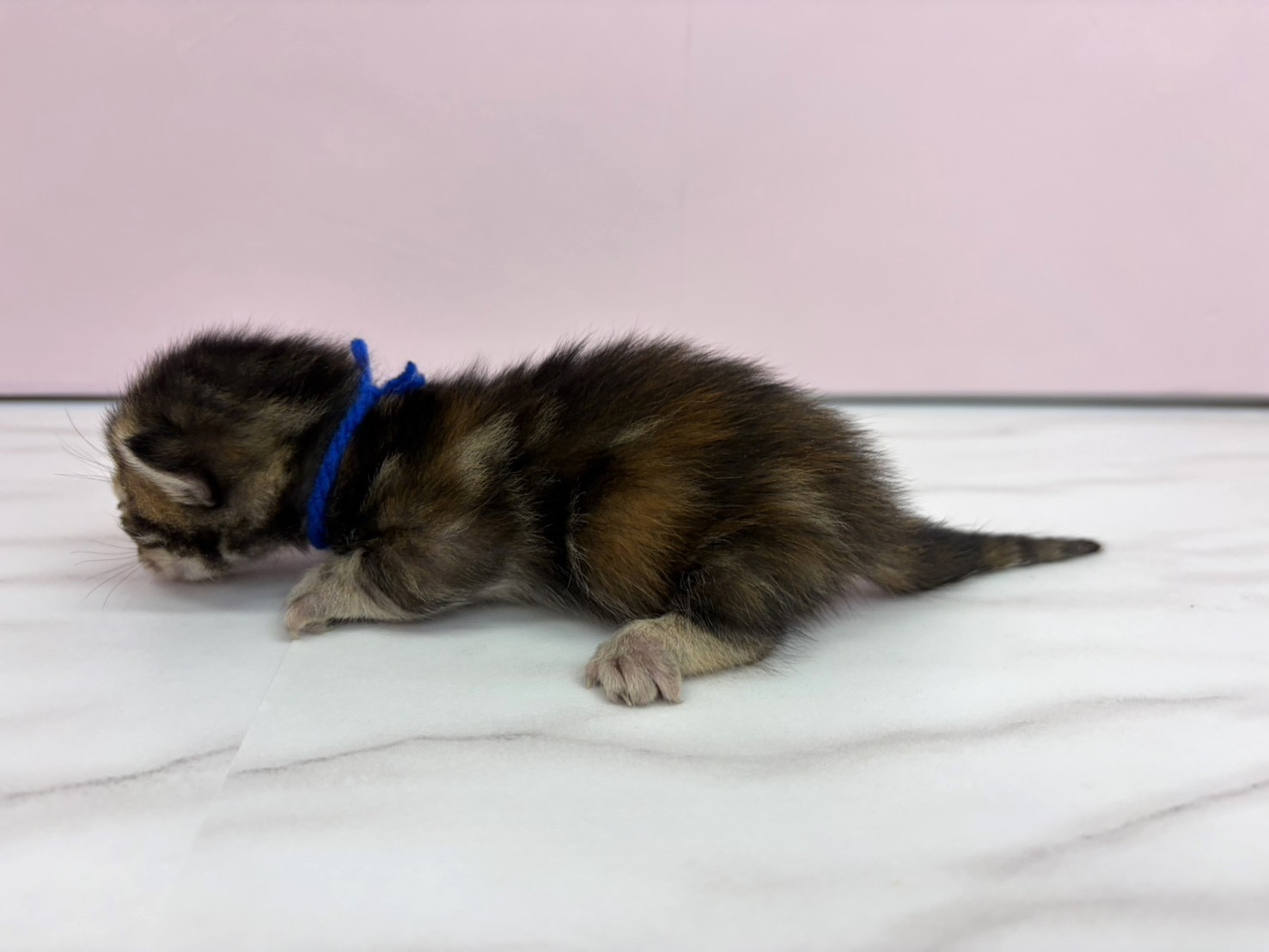 赤ちゃん写真1-2