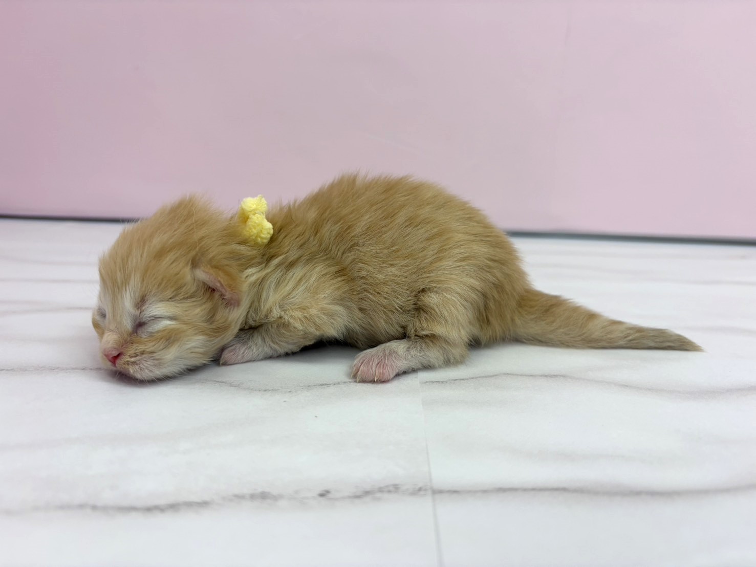 赤ちゃん写真1-2