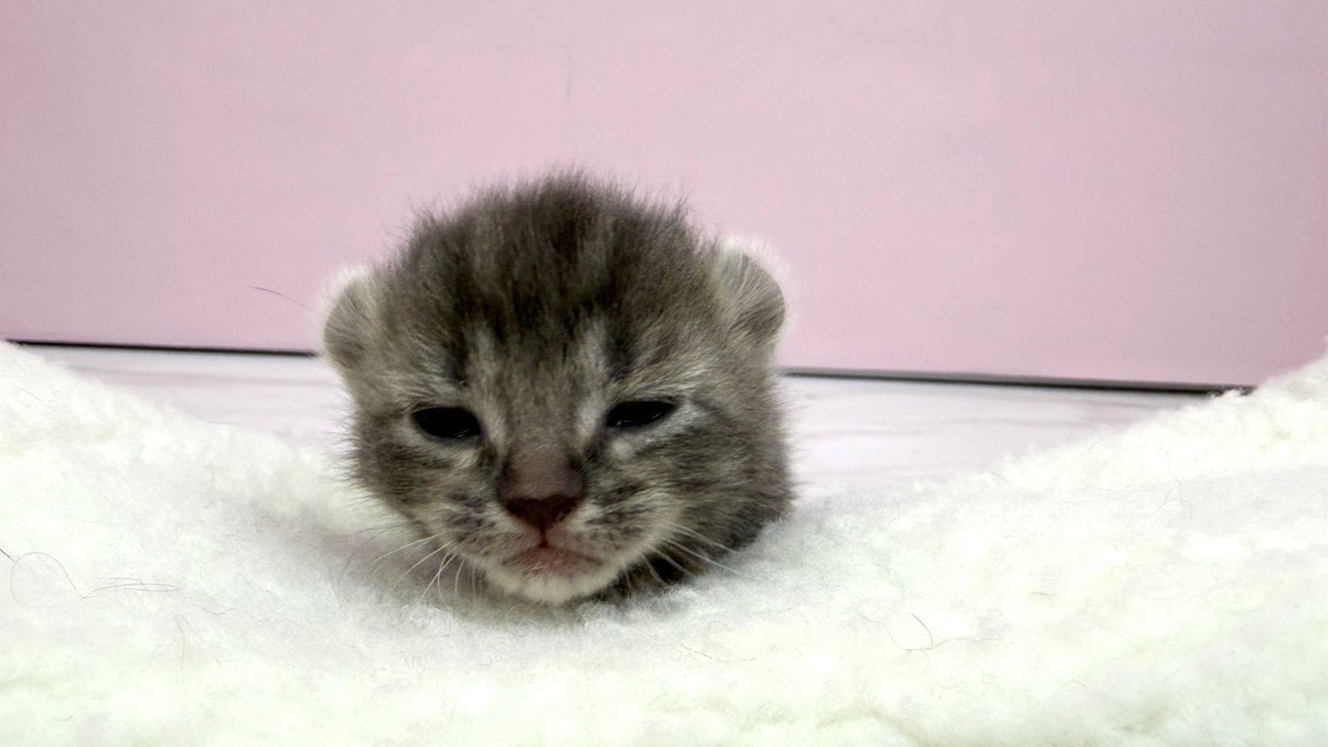 赤ちゃん写真1-1