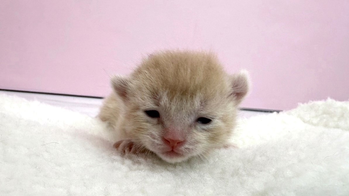 赤ちゃん写真1-1