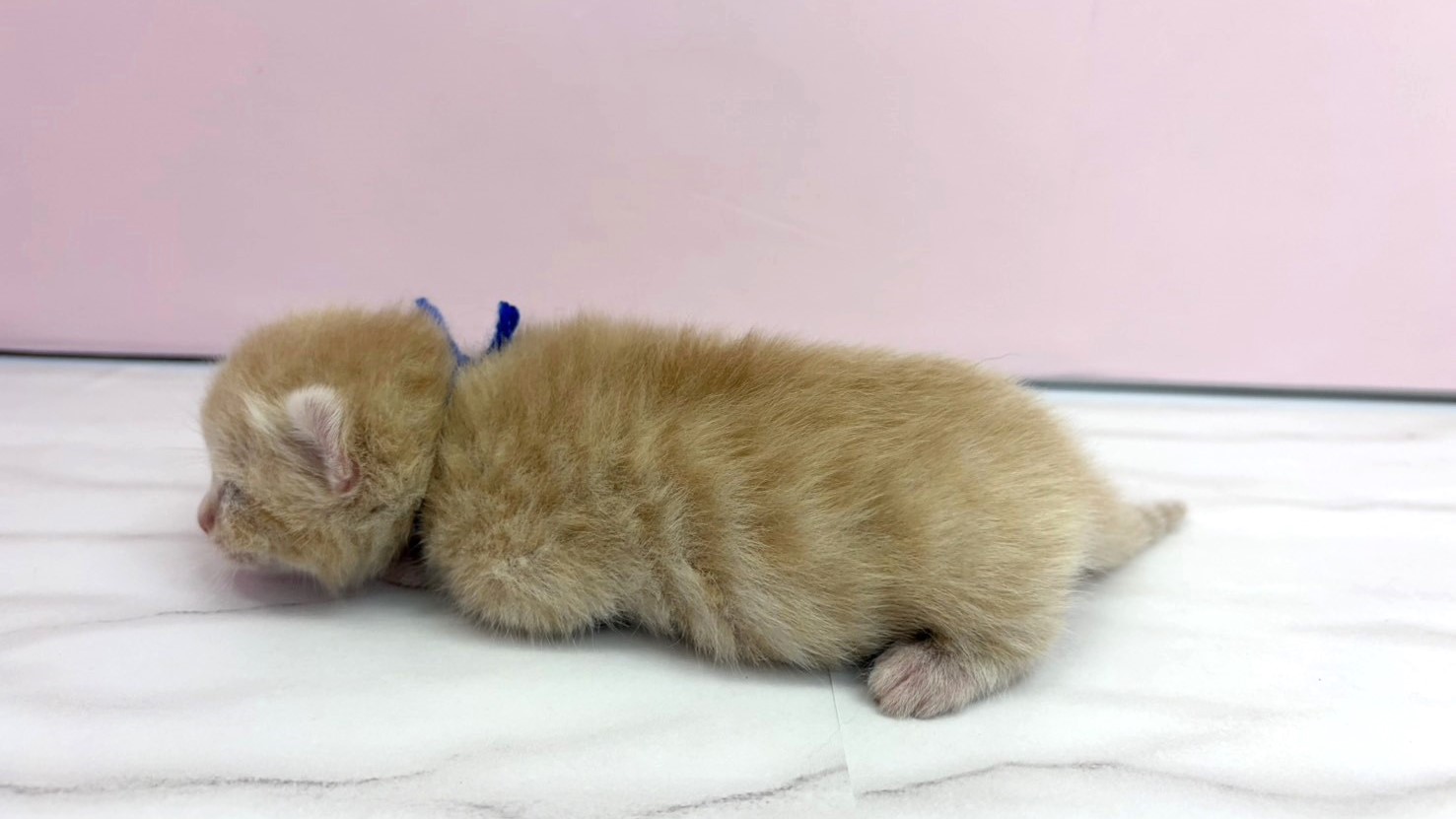 赤ちゃん写真1-2