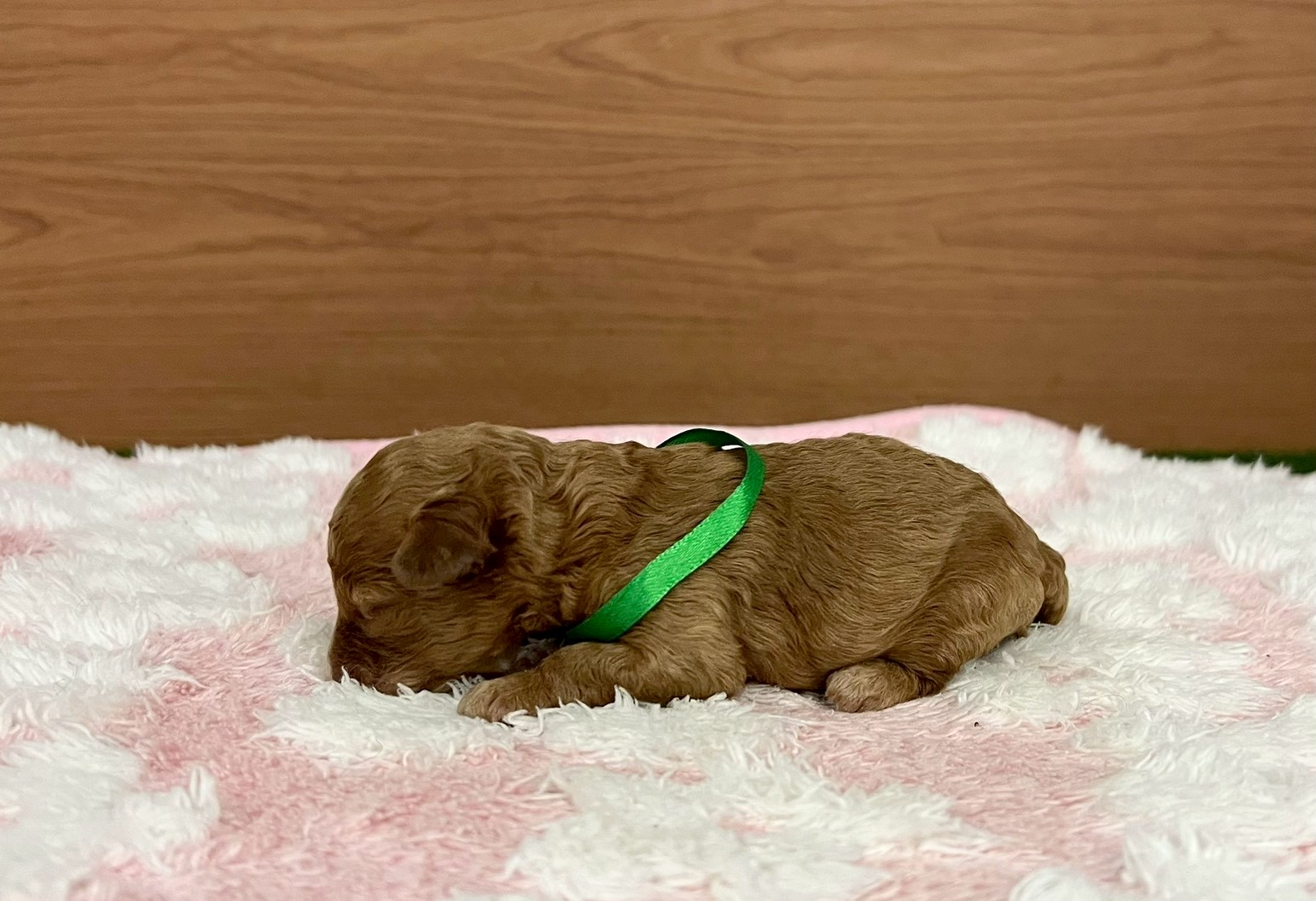赤ちゃん写真1-2
