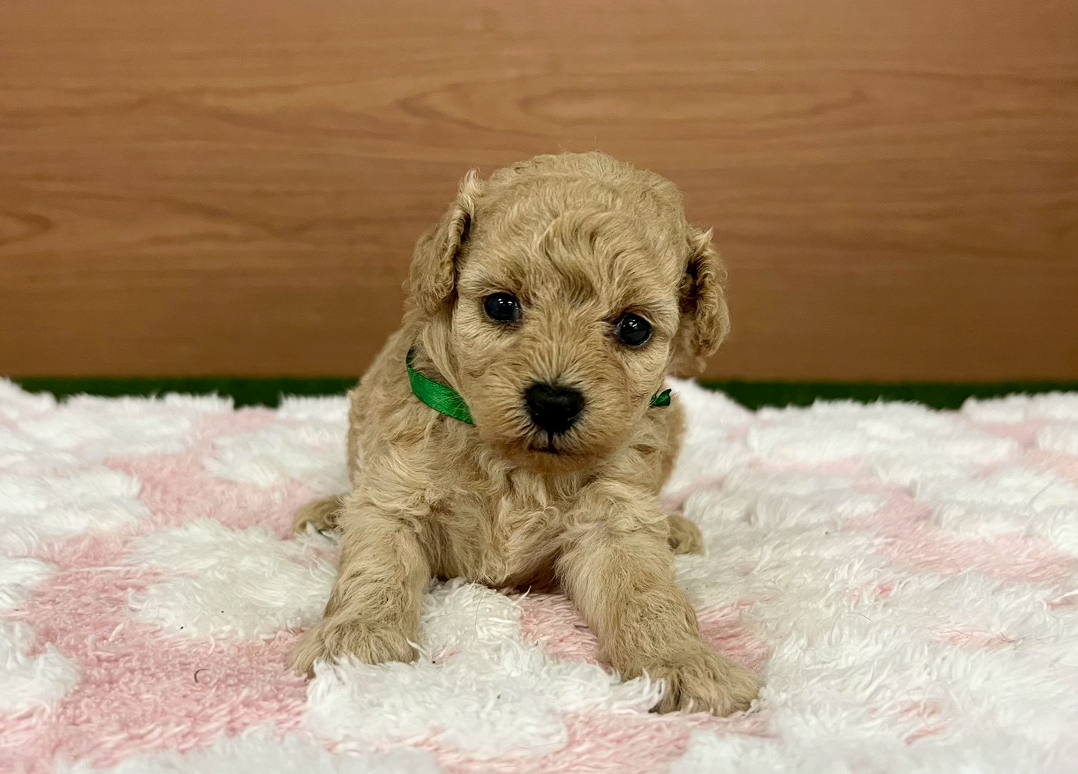 赤ちゃん写真2-1