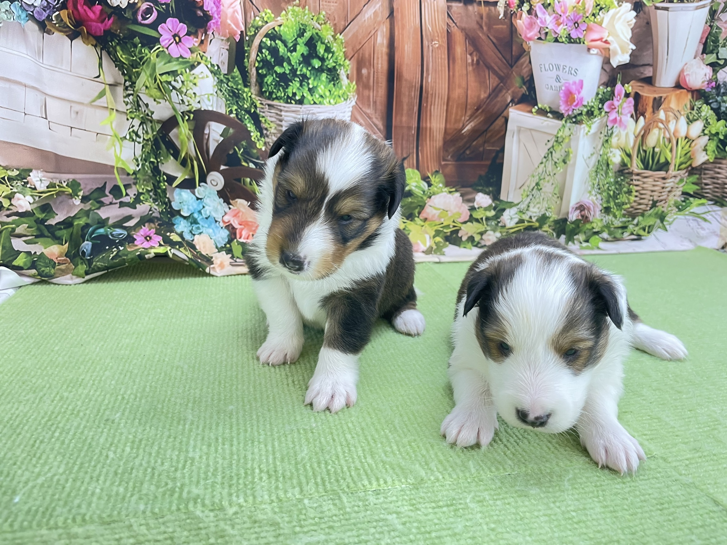 赤ちゃん写真1-3