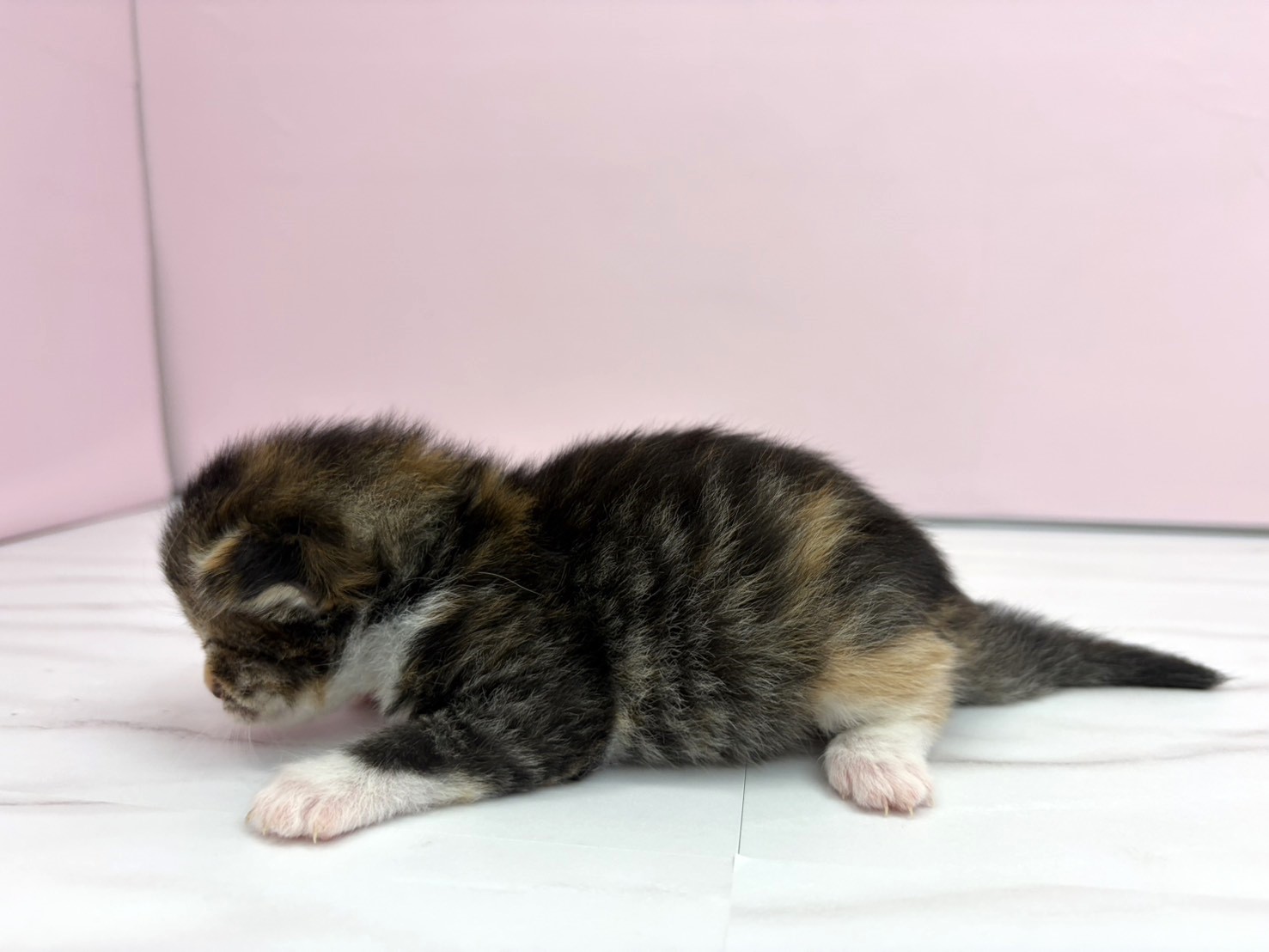 赤ちゃん写真1-2