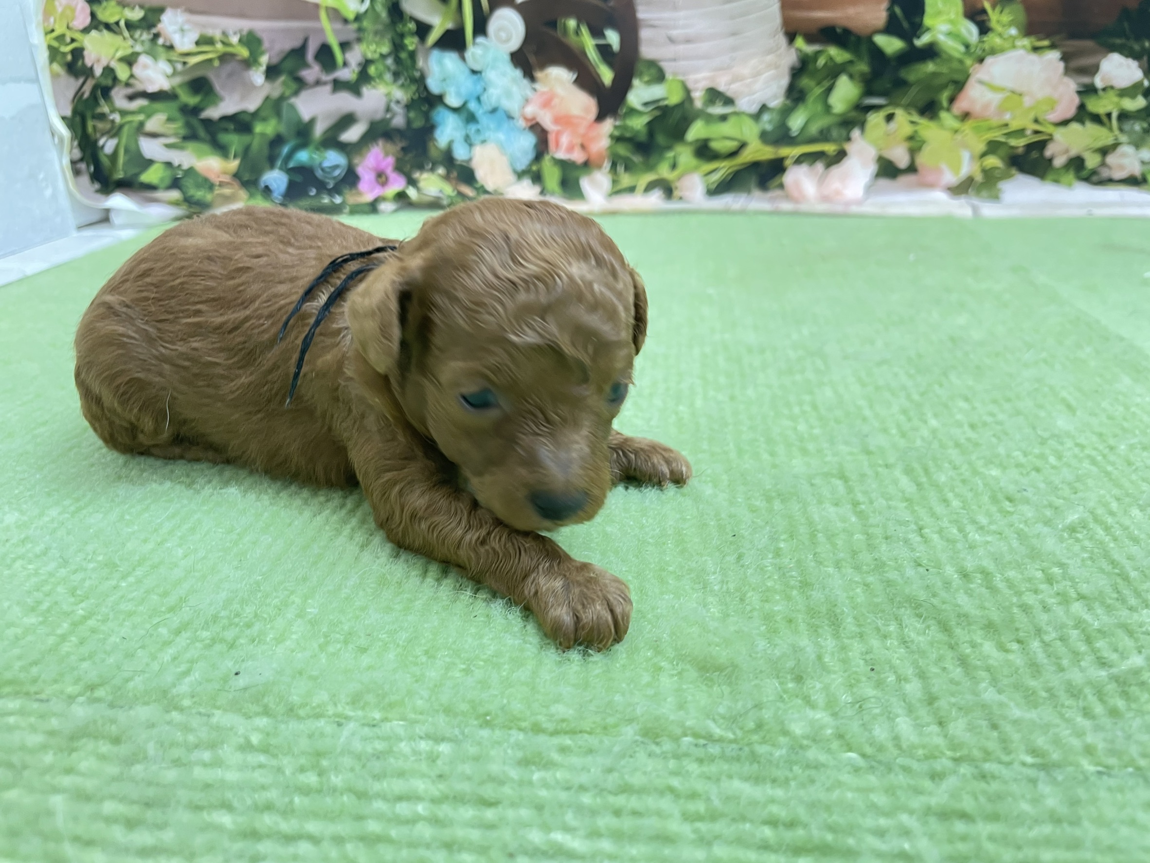赤ちゃん写真1-2