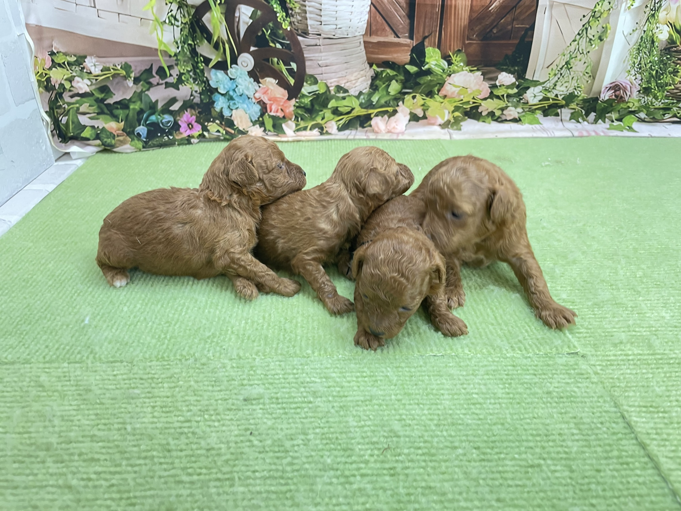 赤ちゃん写真1-3
