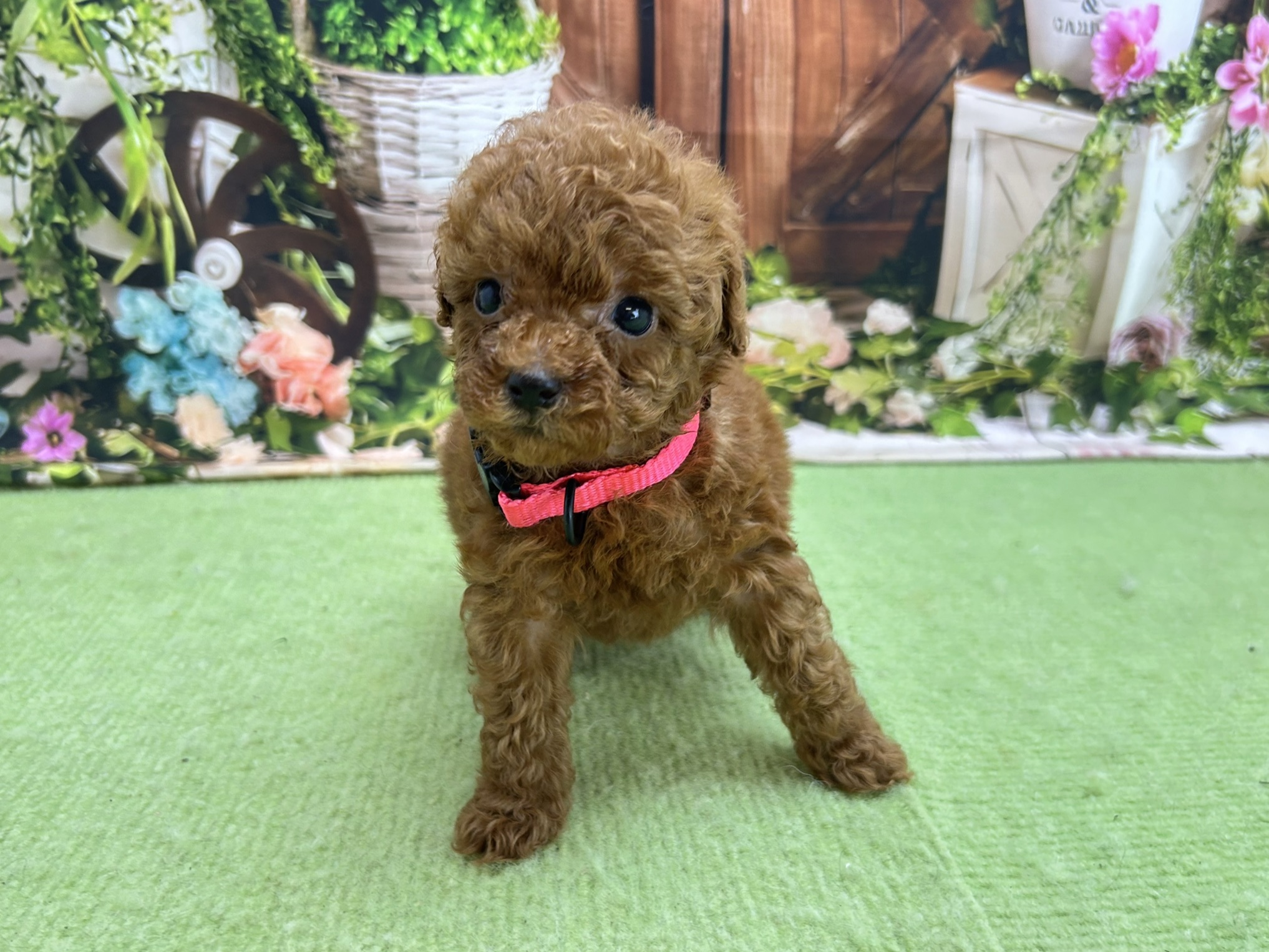 赤ちゃん写真2-1