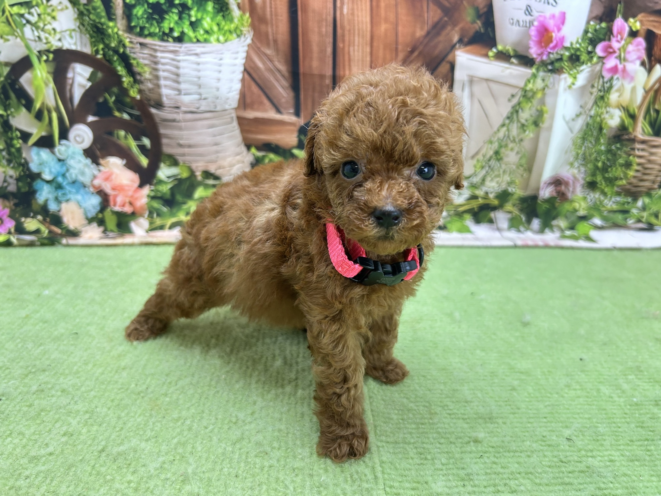 赤ちゃん写真2-2