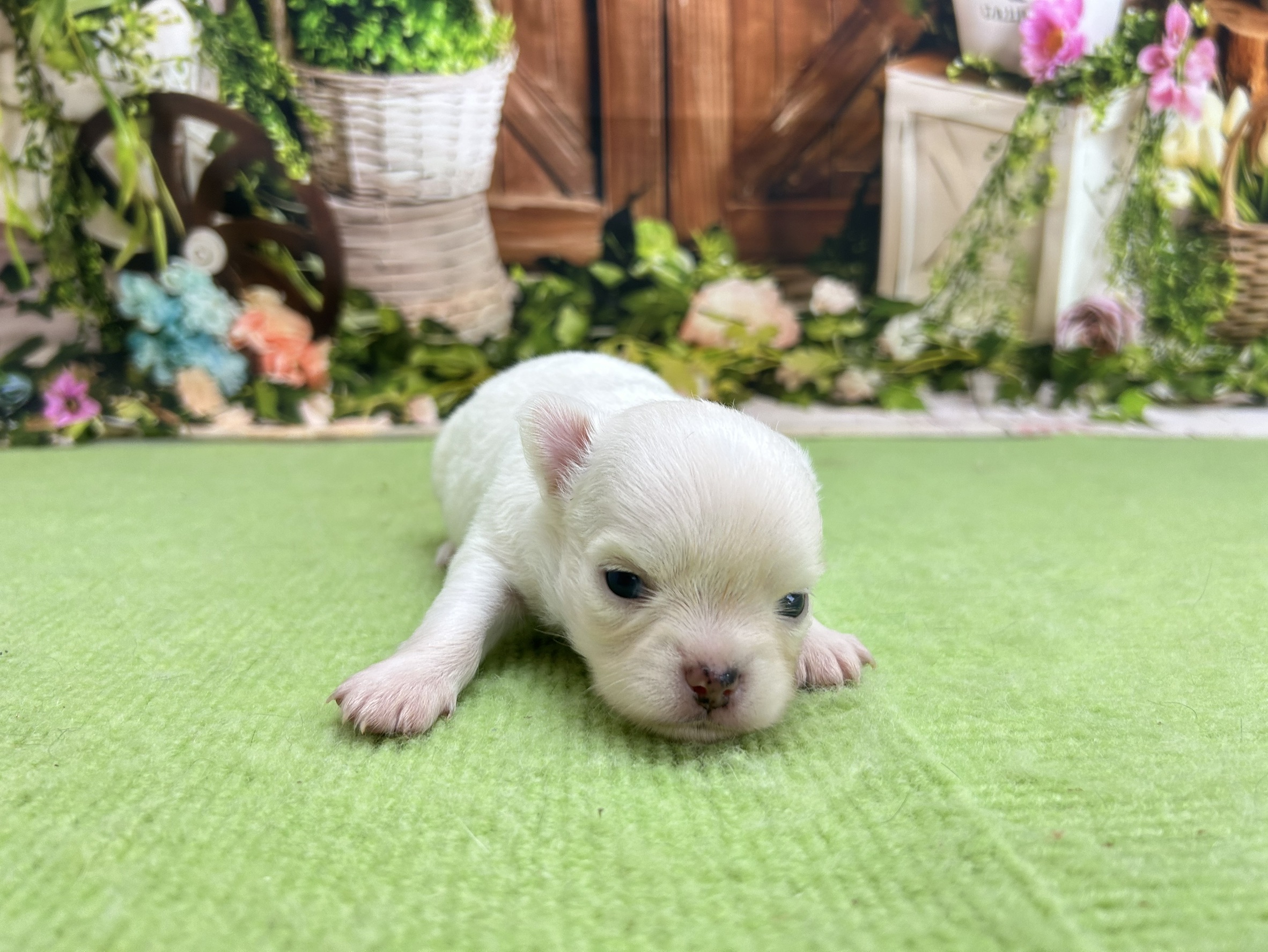 赤ちゃん写真1-1