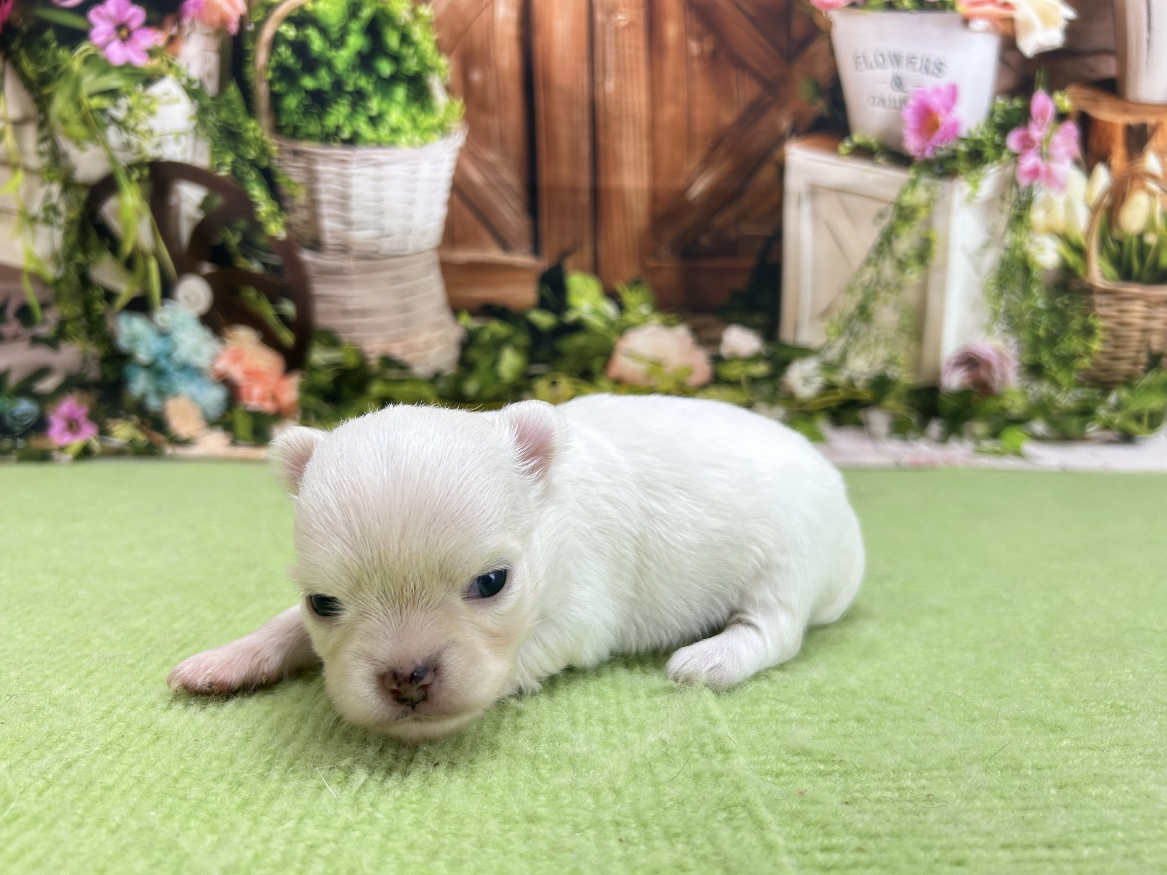 赤ちゃん写真1-2