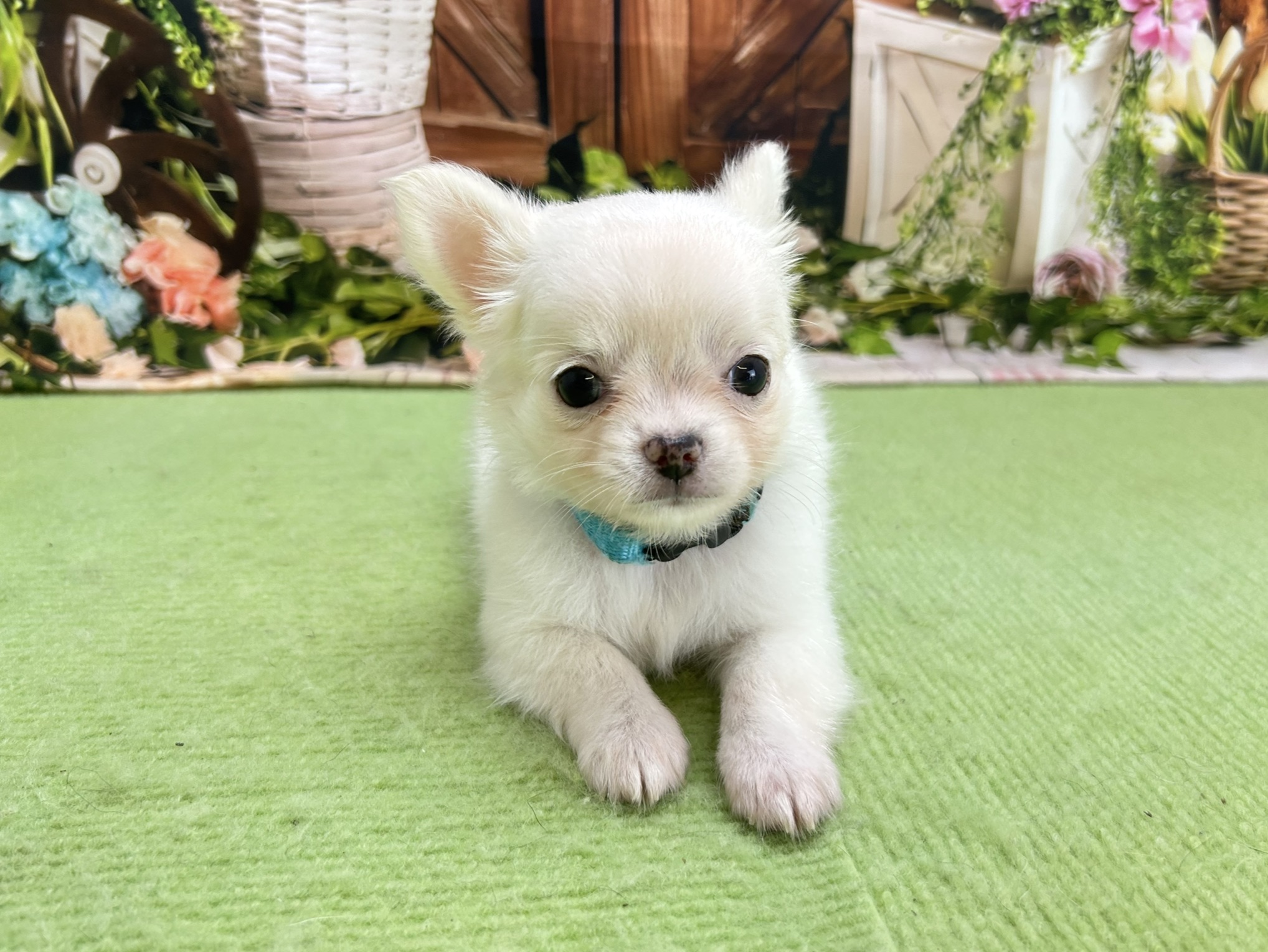 赤ちゃん写真3-1
