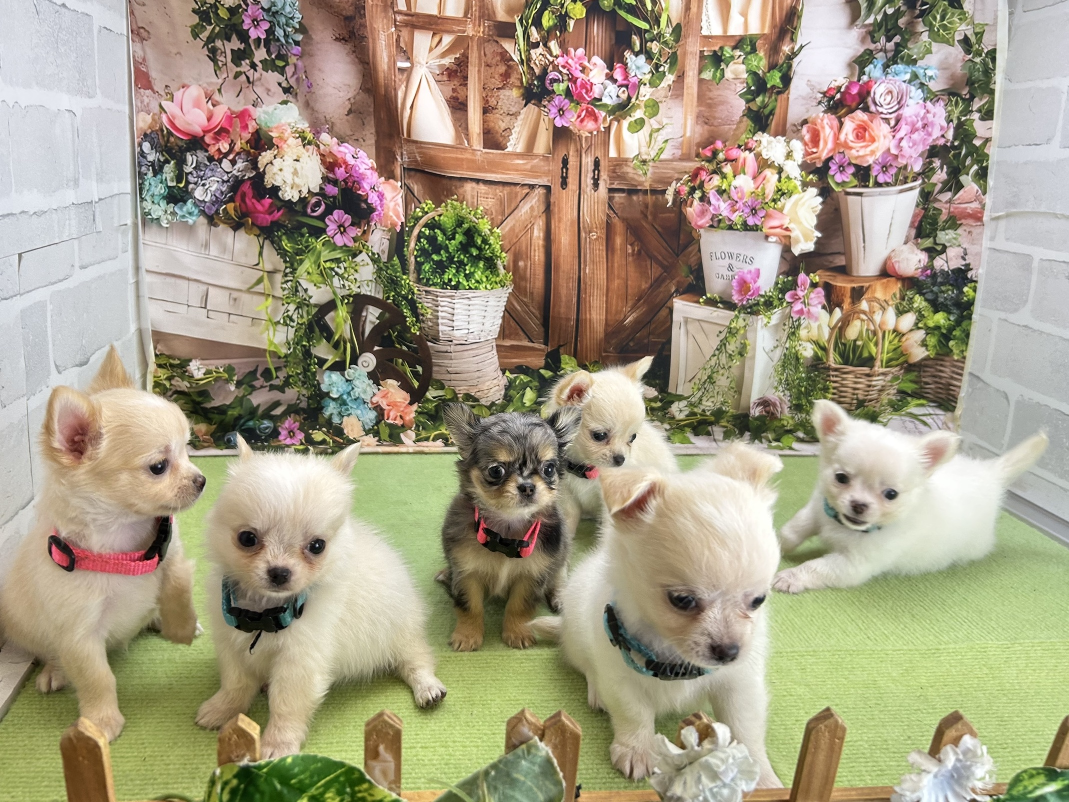 赤ちゃん写真3-3