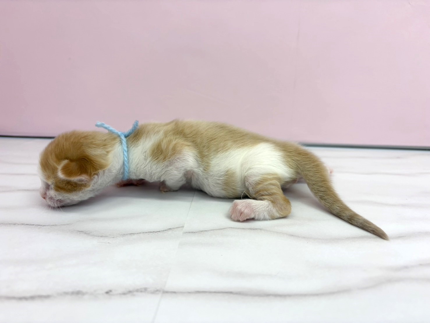 赤ちゃん写真1-2