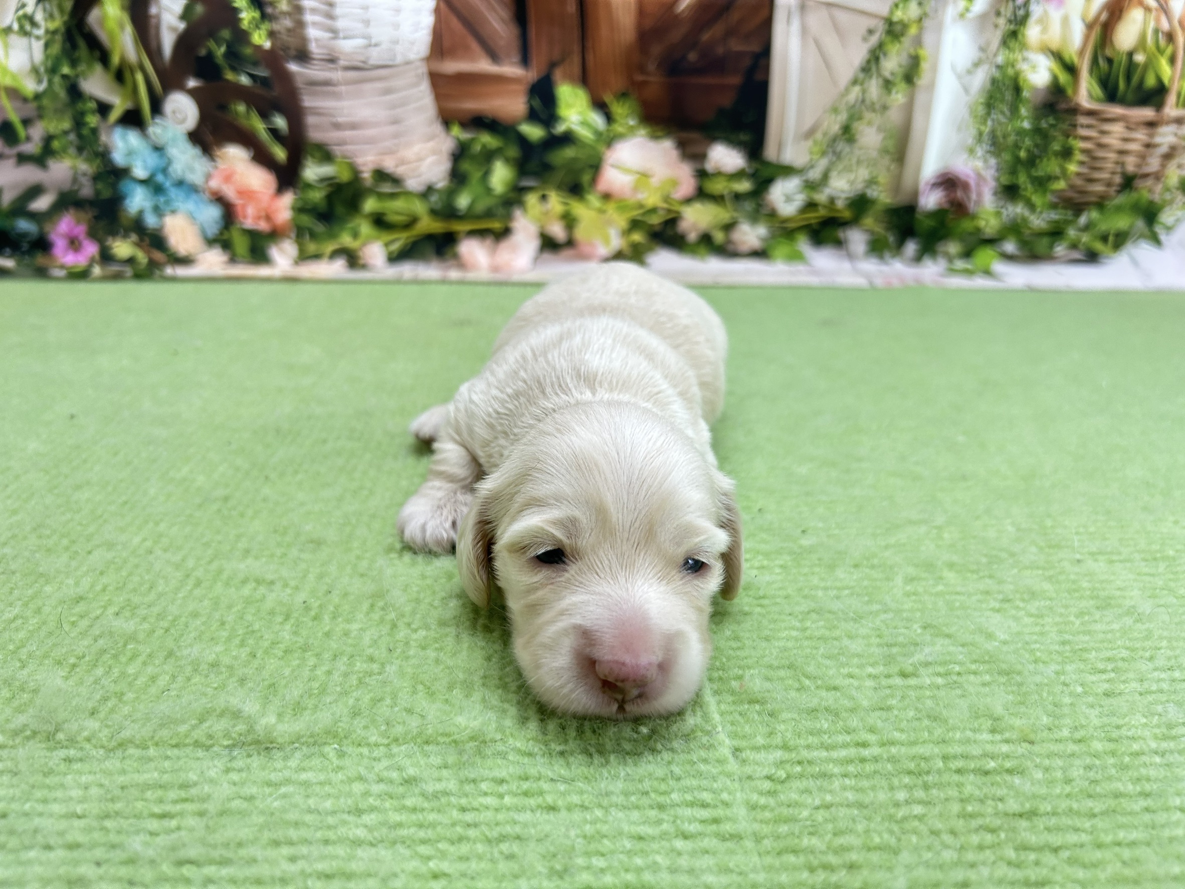 赤ちゃん写真1-1