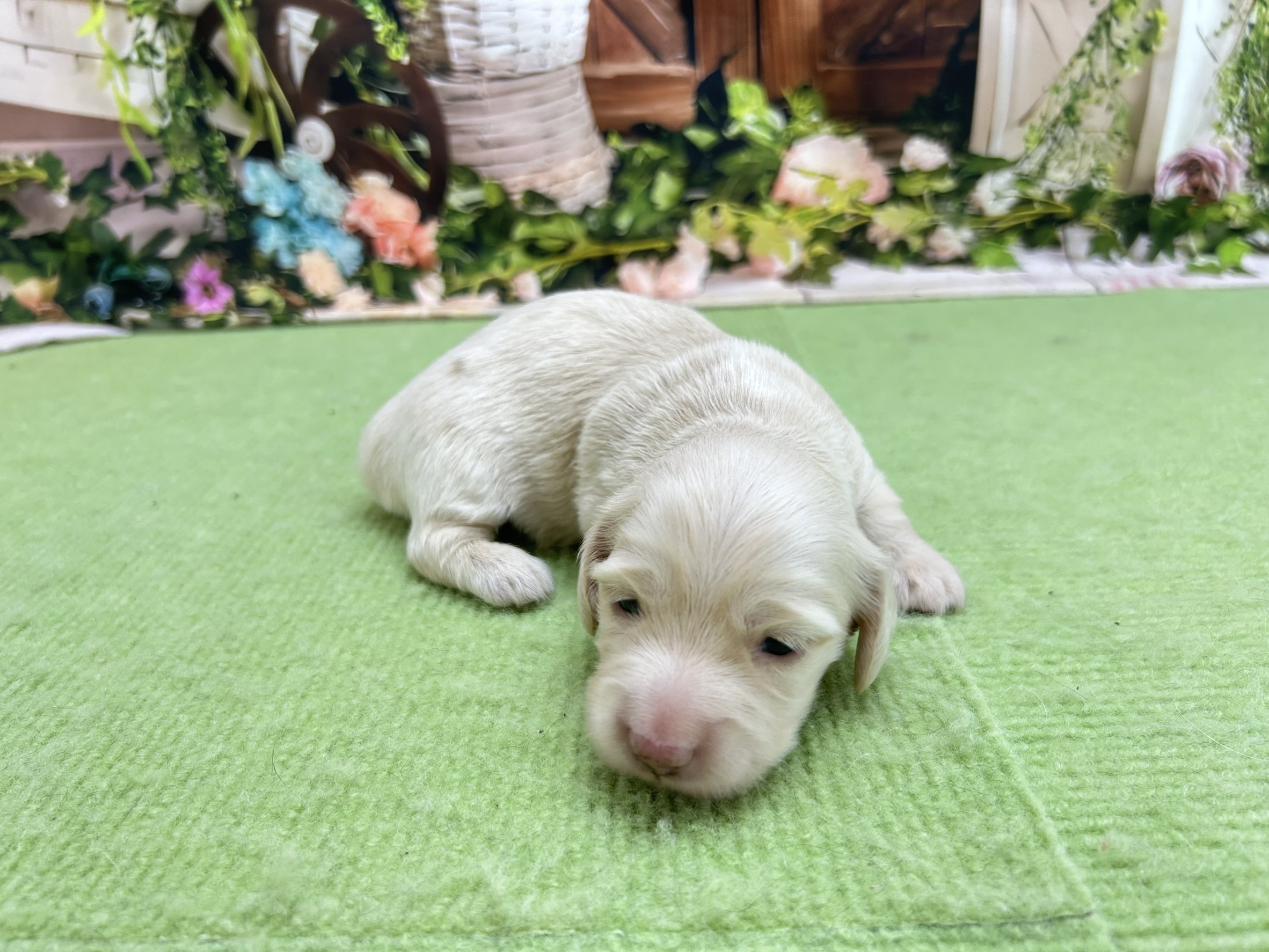 赤ちゃん写真1-2