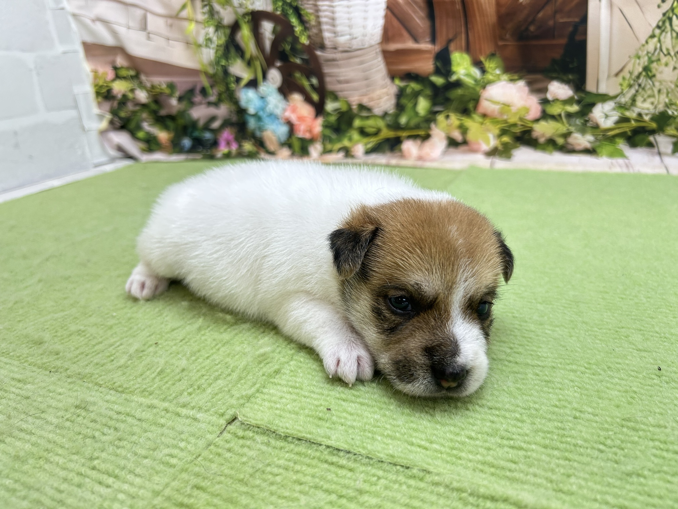 赤ちゃん写真1-2