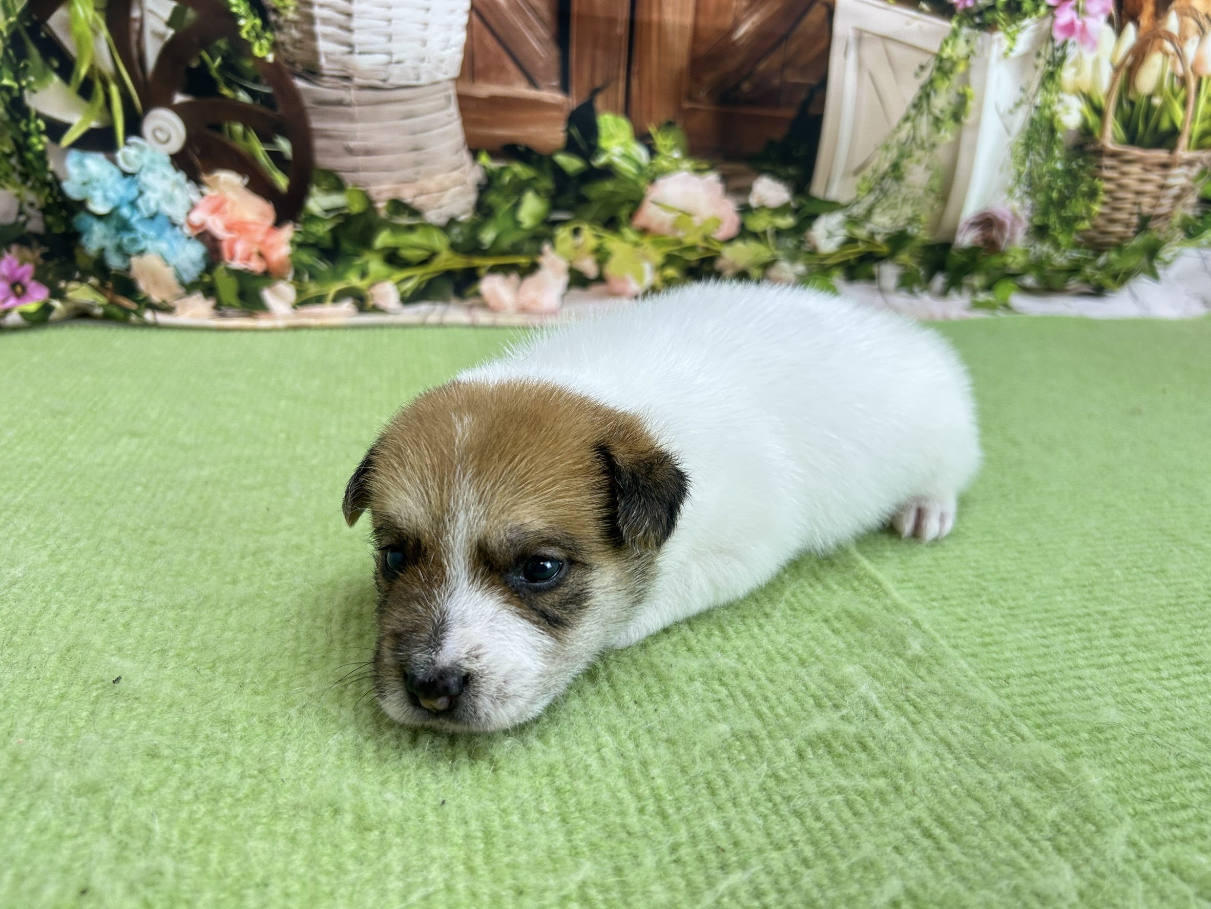 赤ちゃん写真1-3