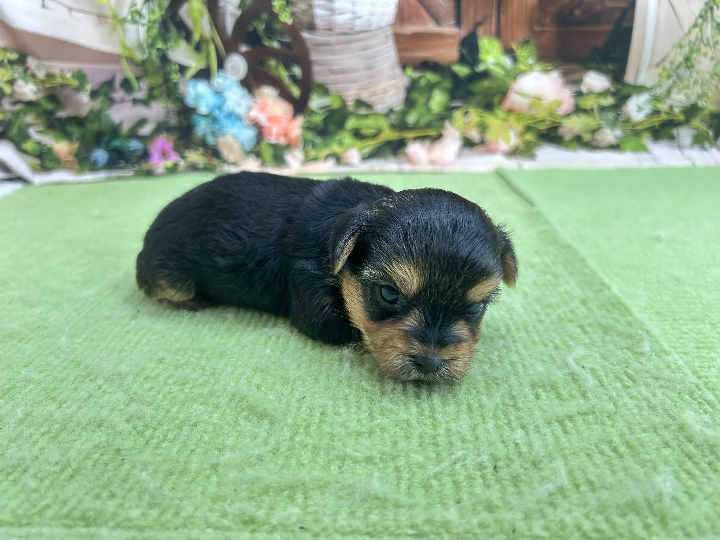 赤ちゃん写真1-2