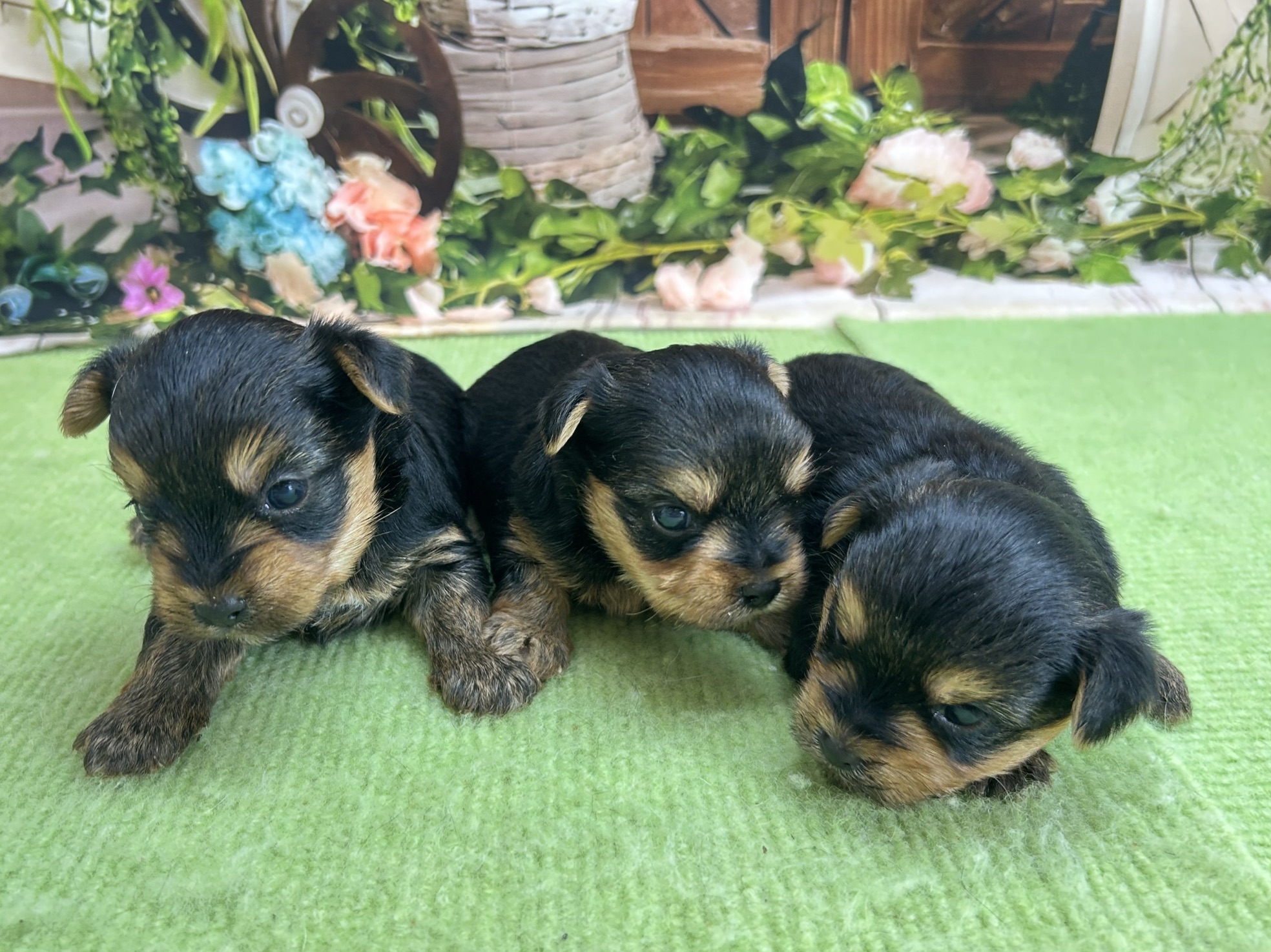 赤ちゃん写真1-3